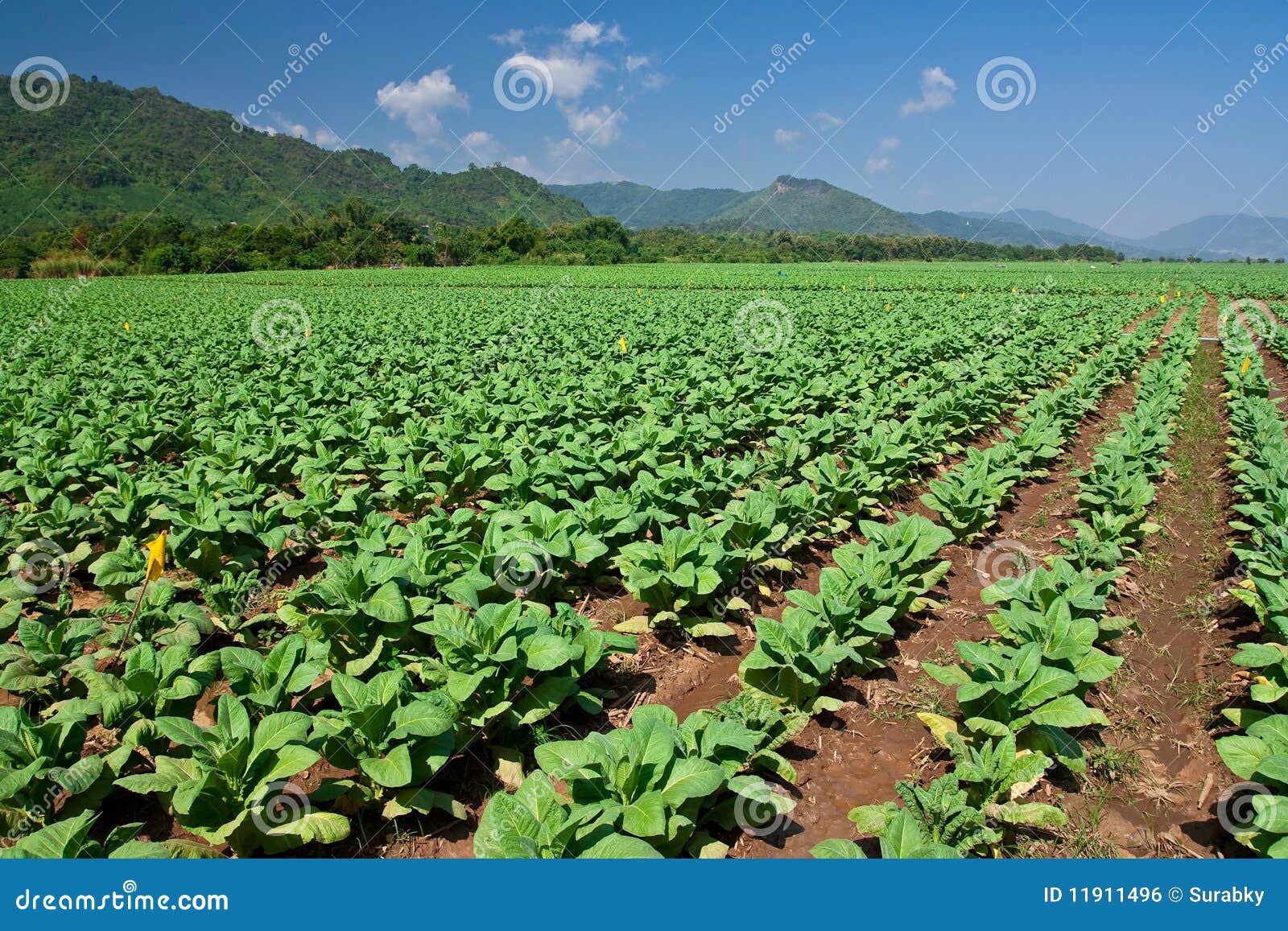 Tobacco Plating in Northern Thailand Stock Photo Image of industry