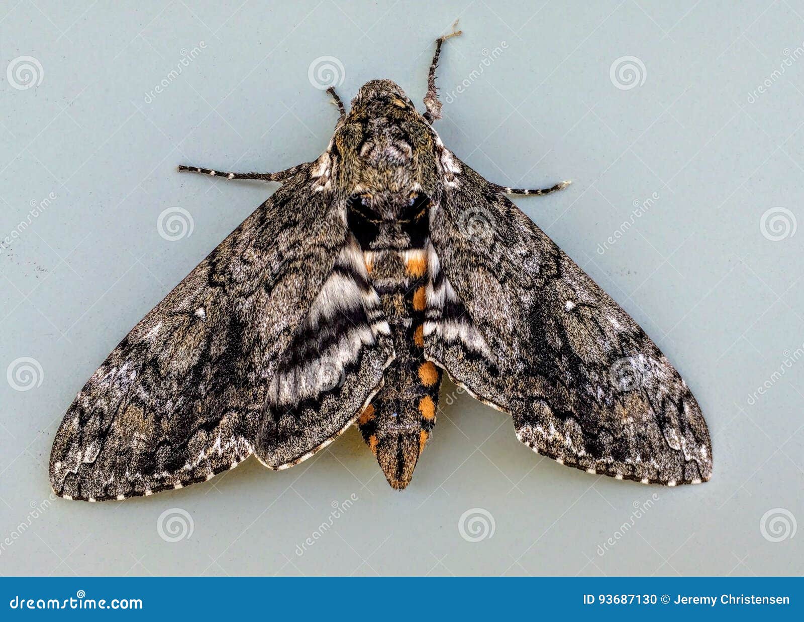 download tobacco hornworm moth download tobacco hornworm moth