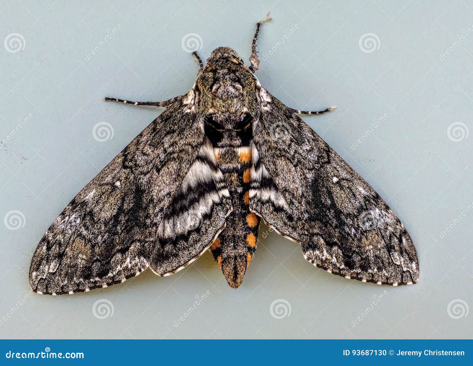 Five-spotted Hawkmoth