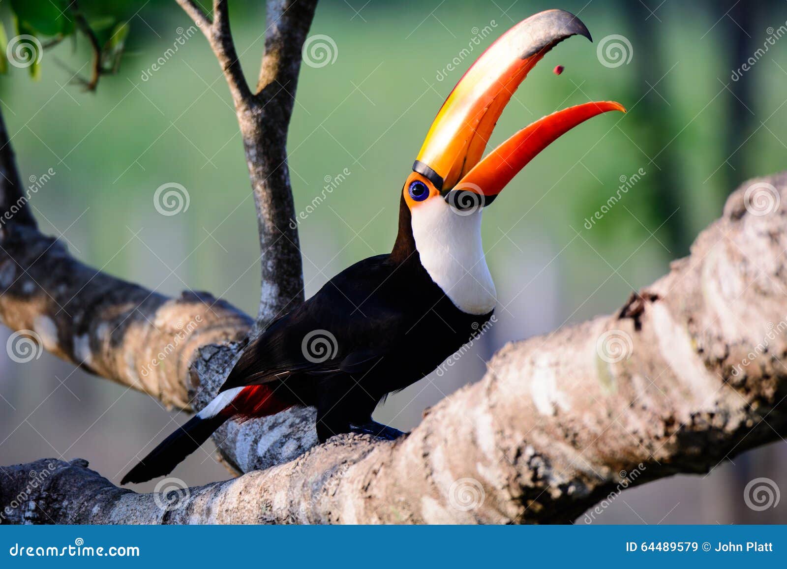 toca toucan devouring its meal