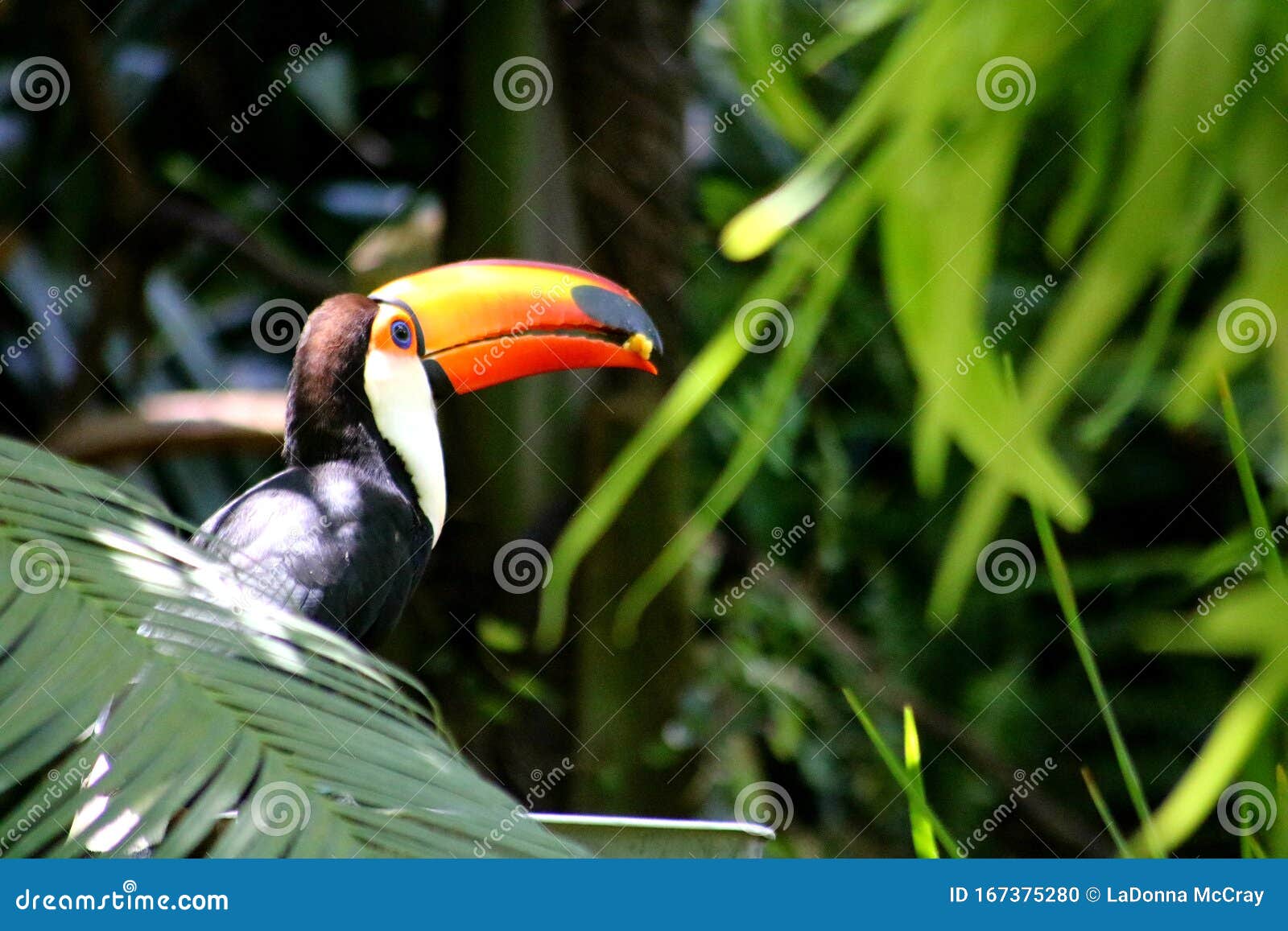 a toca toucan perched on a branch with food in its beak