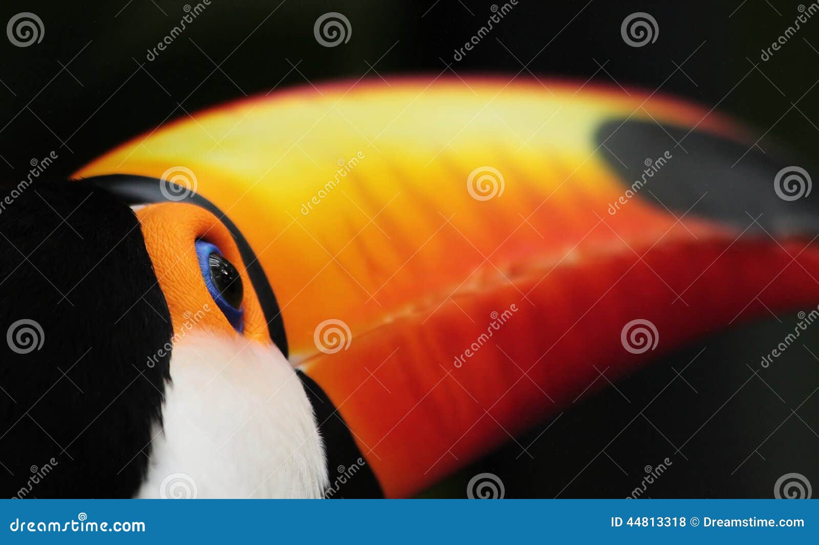 toco toucan, iguazu falls, argentina