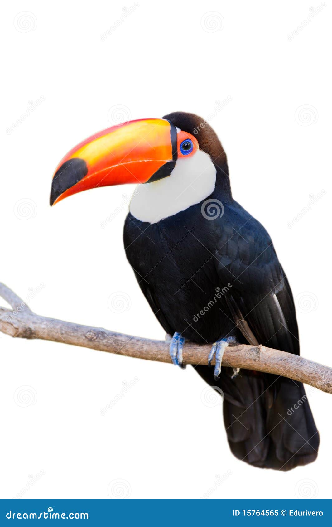 toco toucan  on white