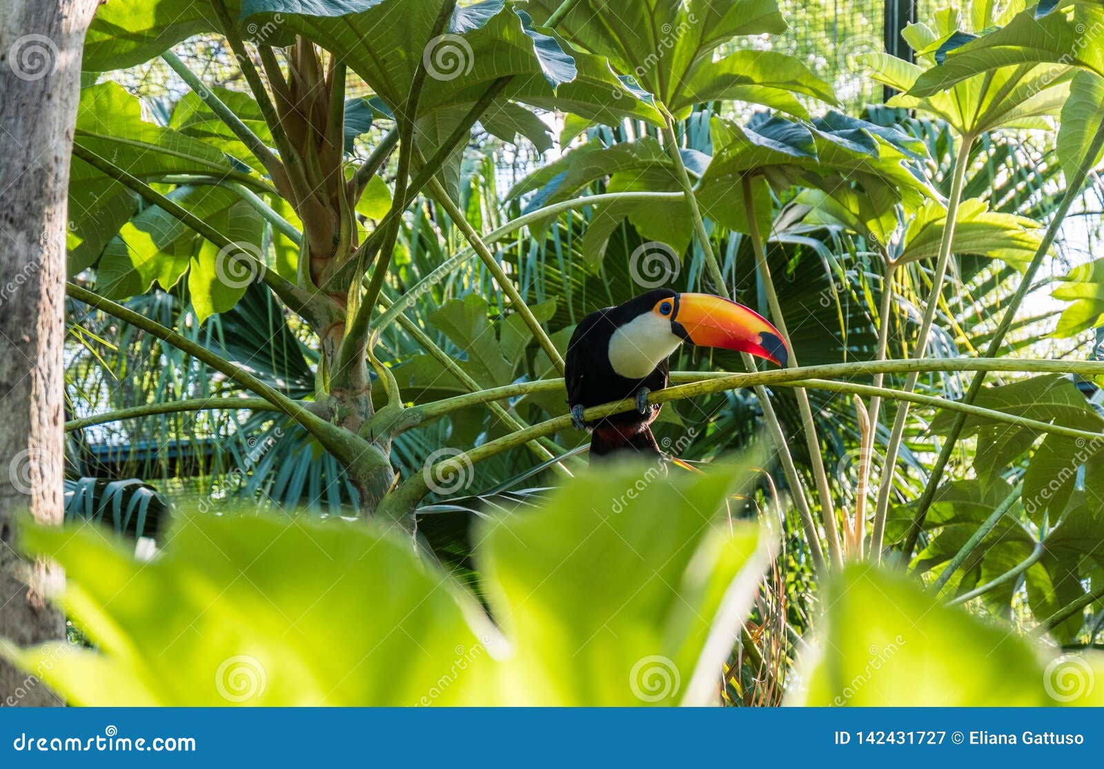 Toco Toucan in Its Natural Habitat. Brazil, South America. Stock Image -  Image of argentina, adventure: 142431727