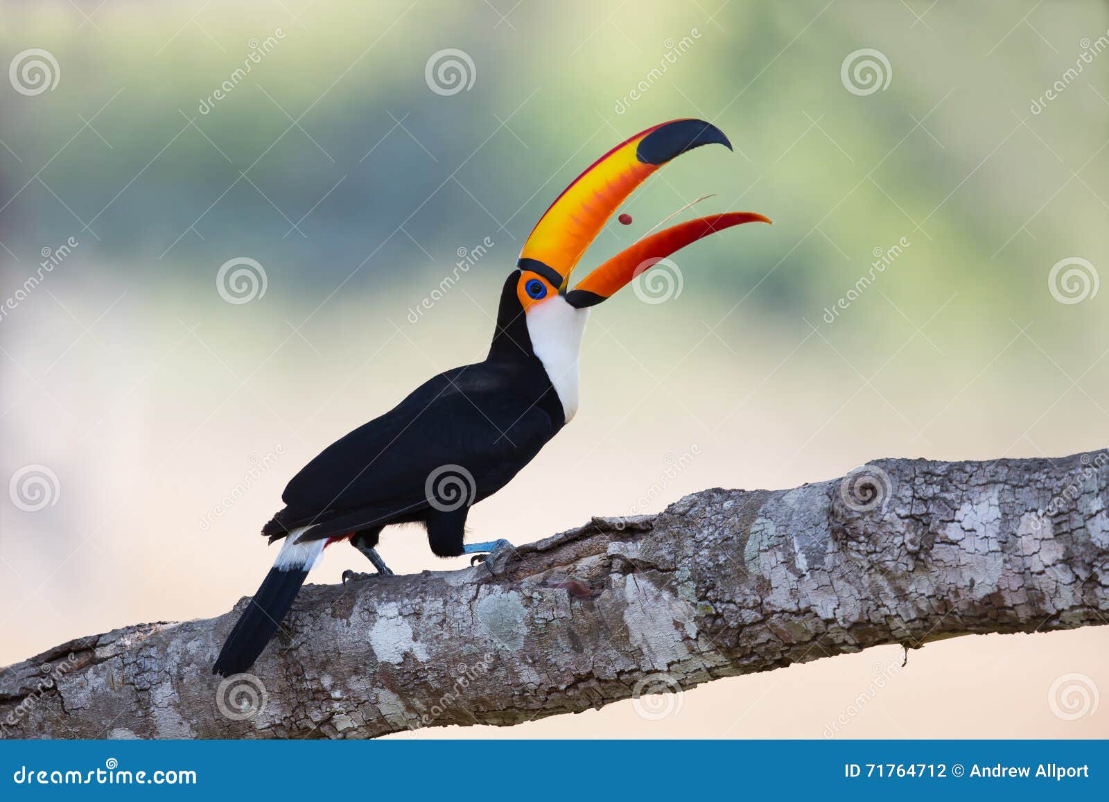 toco toucan tossing a berry