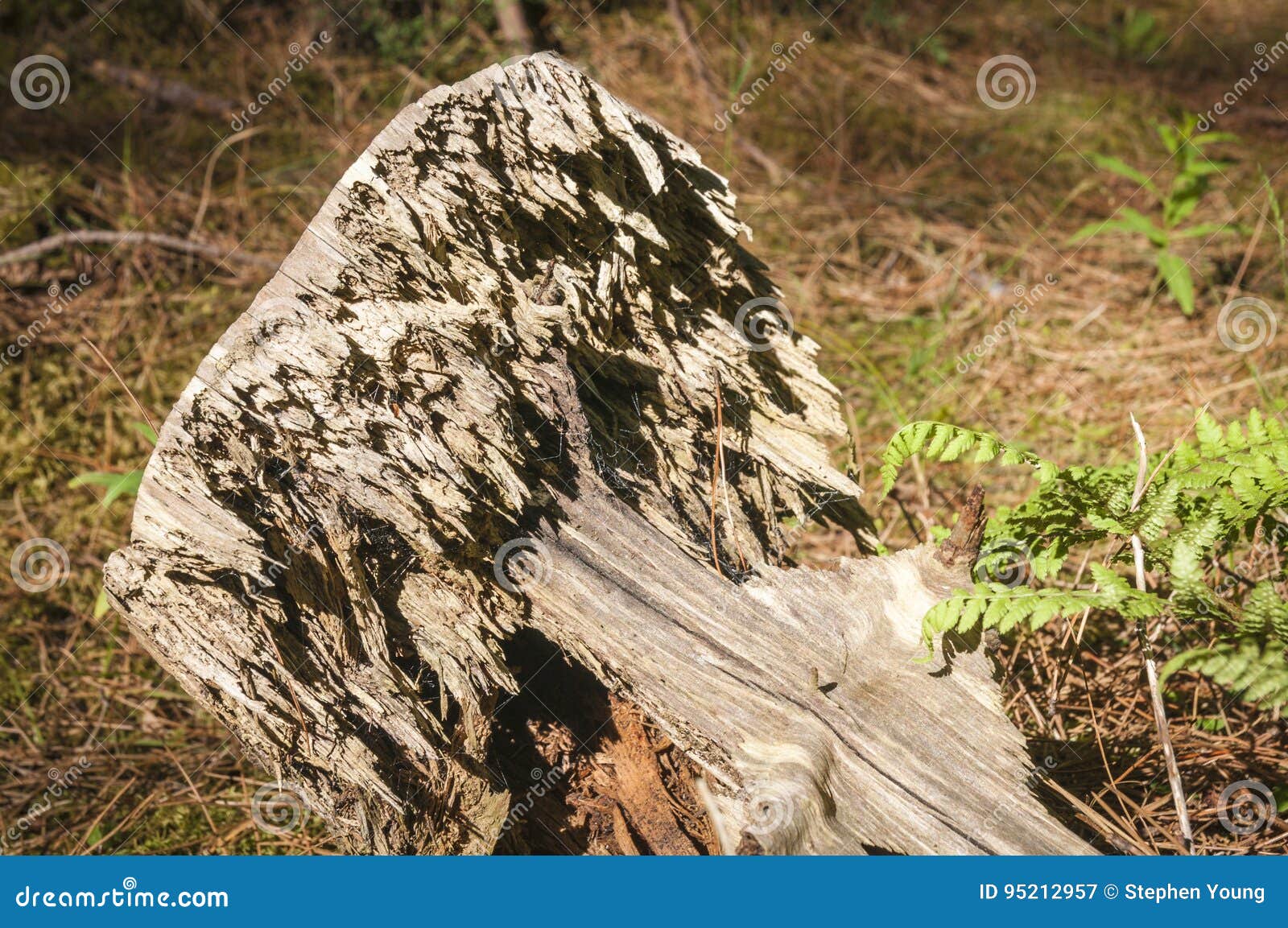 Un tocón de árbol bien descompuesto en el bosque de Roseisle, Moray, Escocia