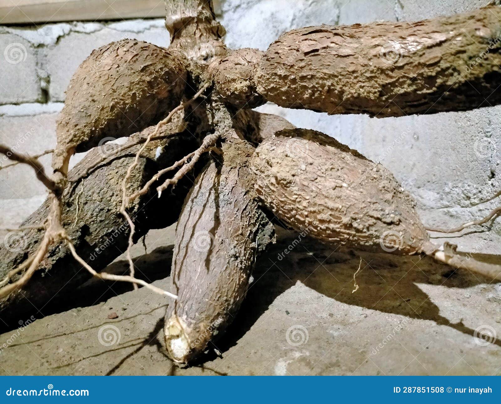 Today& X27;s Cassava Harvest is Quite a Lot Stock Photo Image of