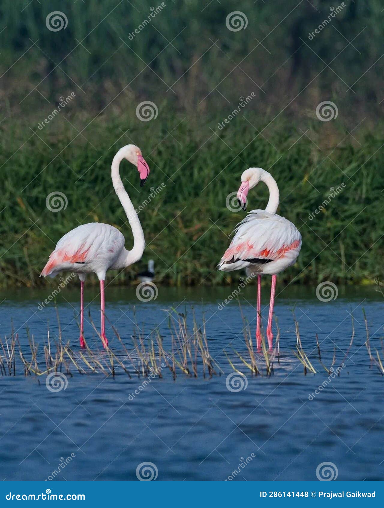 today you are you, that is truer than true. there is no one alive who is youer than you. ????????? . in frame : greater flamingo