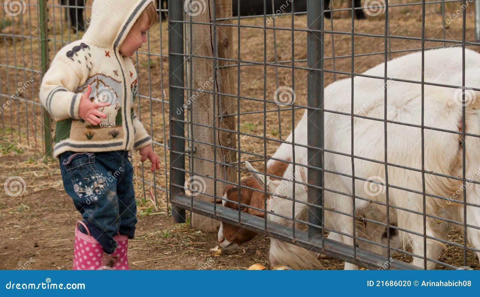 Toddler on the Farm stock photo. Image of little, animals 21686020