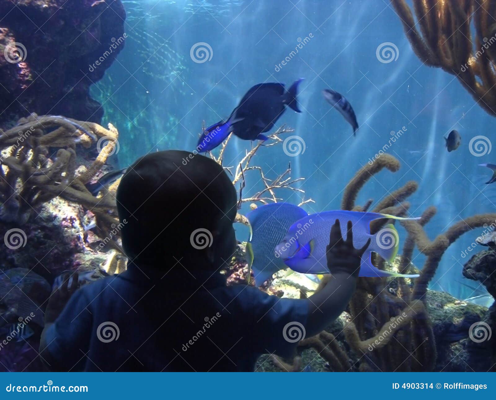 Toddler with fish stock photo. Image of amusement, tropical 4903314