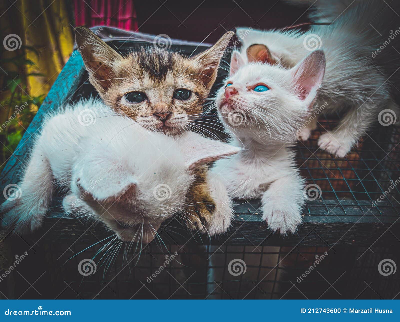 Together of Siblings Cat Family Stock Photo Image of kitten, siblings 212743600