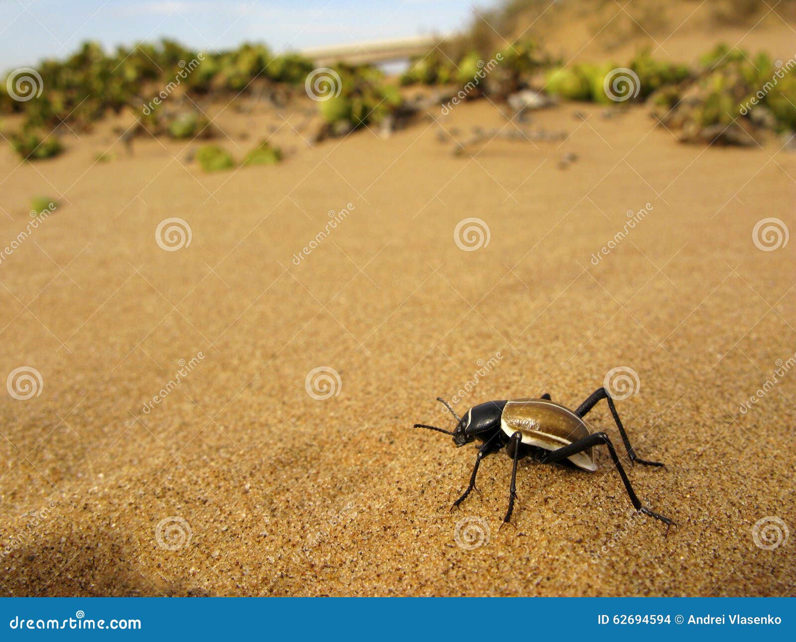 tok-tokkie darkling beetle (onymacris sp.) on sand of namib desert in namibia, south africa