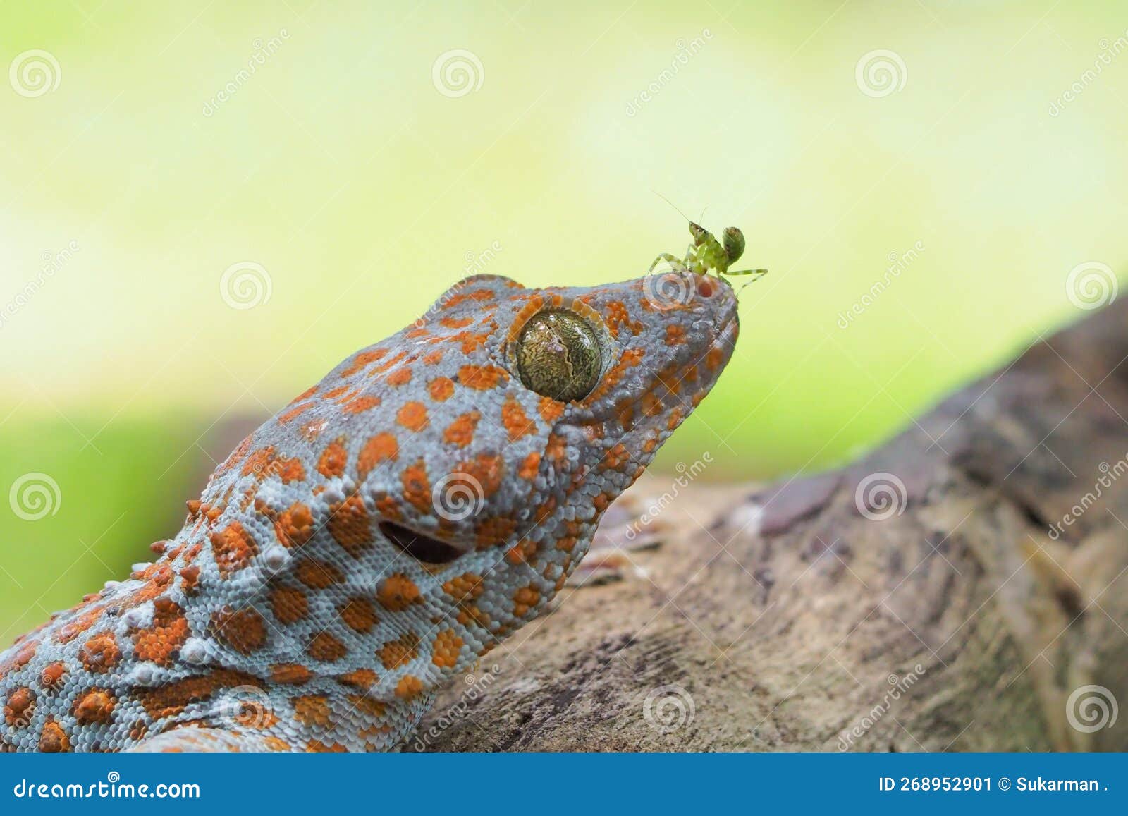tokek head closeup on nature background, animal closeup, gecko lizard