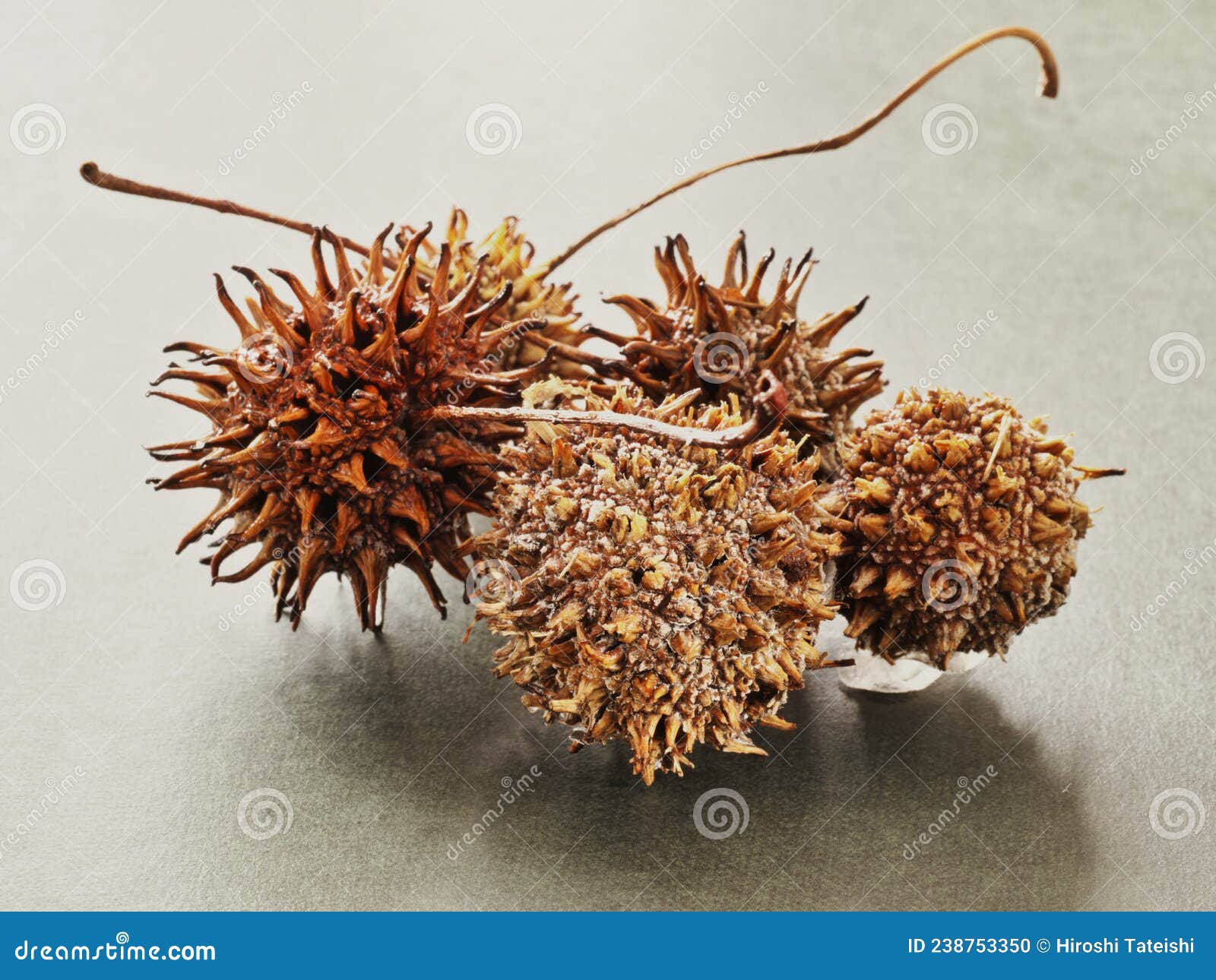 closeup of a nut of american sweetgum or liquidambar styraciflua or american storax or hazel pine