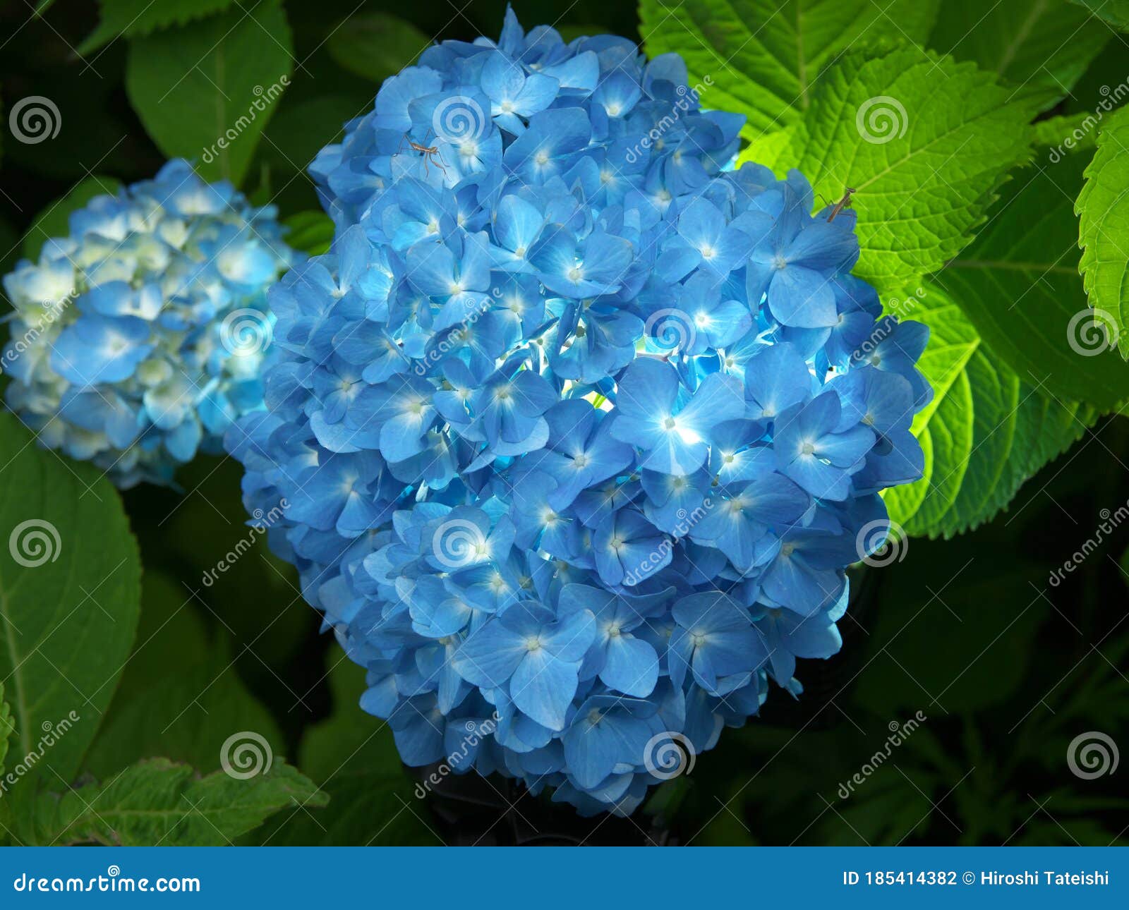 illuminated  blue hydrangea and two baby praying mantises on black background