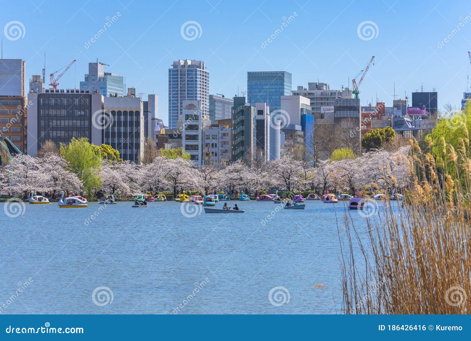 susuki grass and boats on shinobazu pond of ueno park with cherry blossoms.