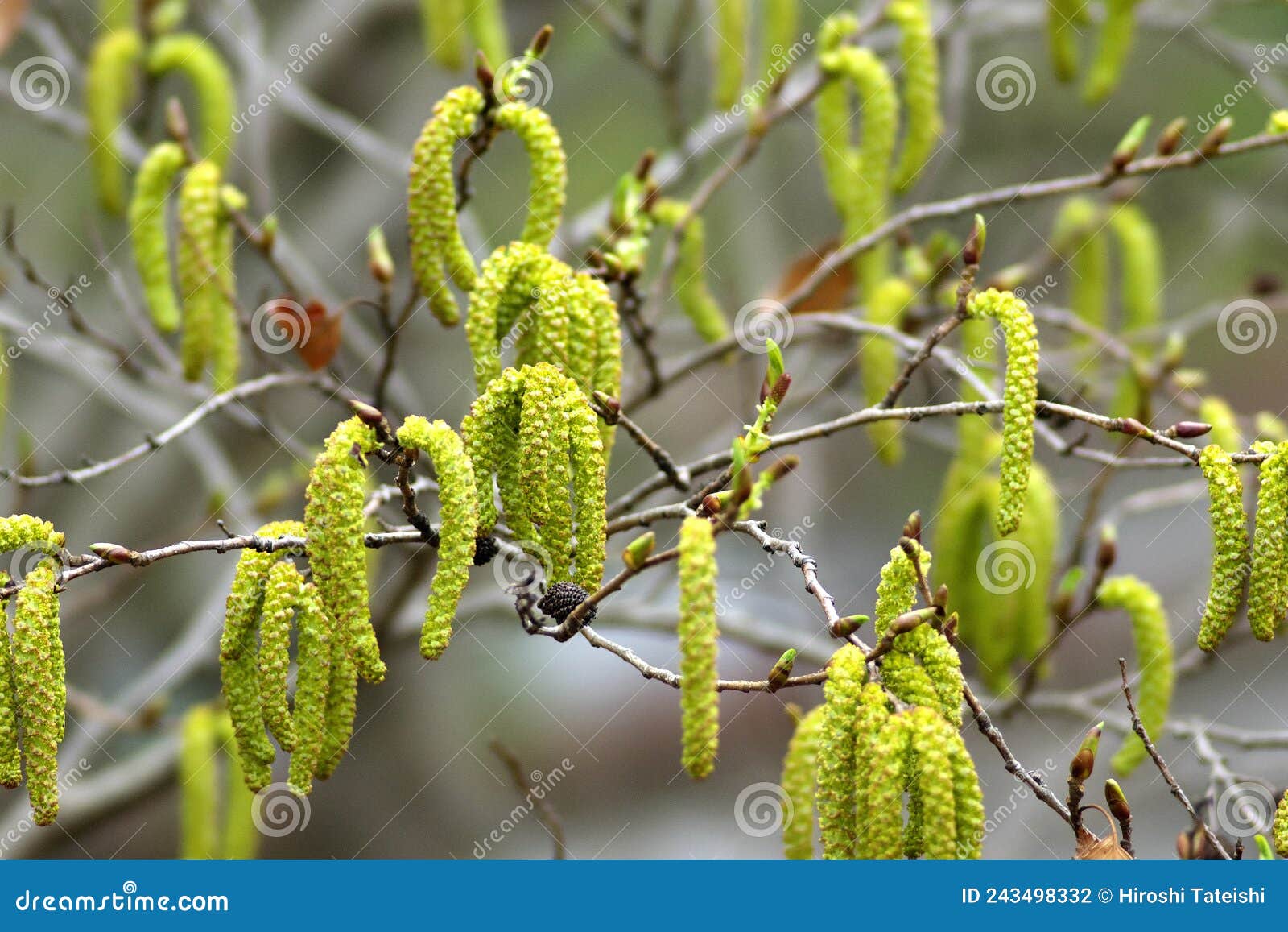 flowers of firma alder or asian alder or japanese green alder or alnus firma in spring