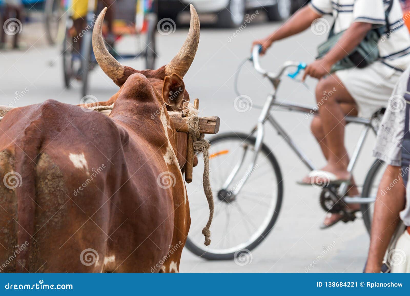 street ox