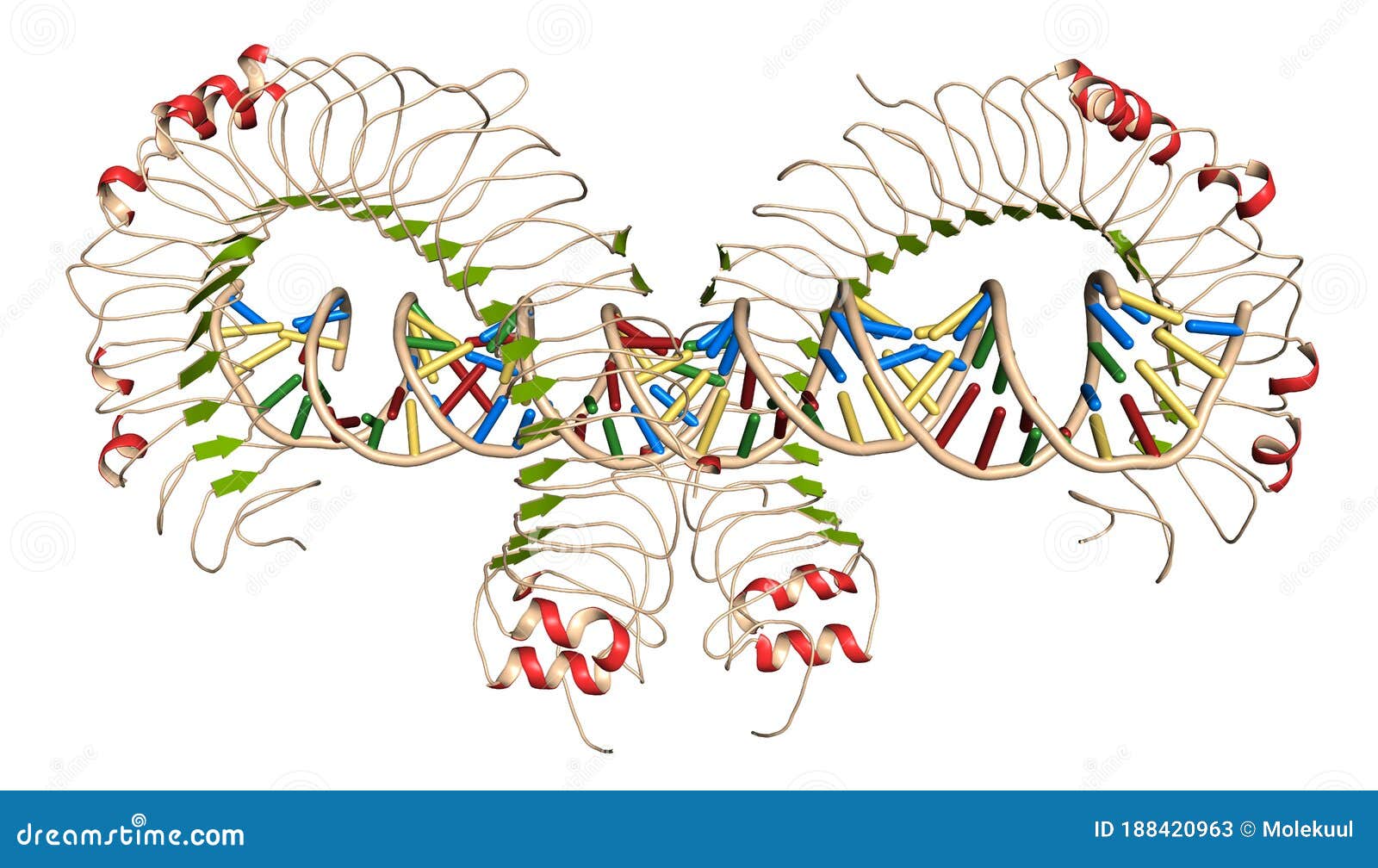 Toll Like Receptor 3 Tlr3 Murine Ectodomain Protein Bound To Double Stranded Rna Involved In Host Defense Against Viruses Stock Illustration Illustration Of Doublestranded Cd2