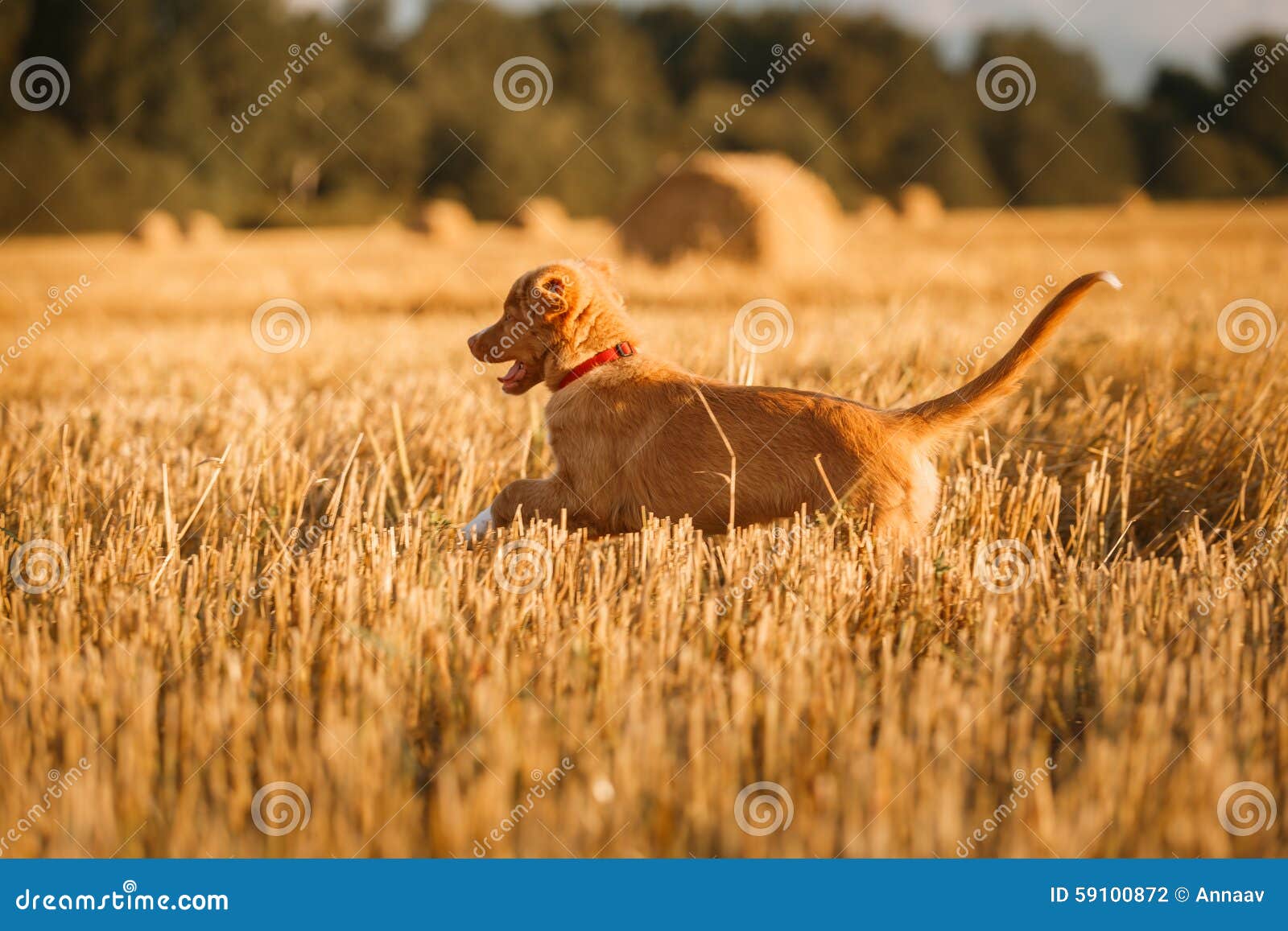 Tollervalphund i ett fält på solnedgången. Nova Scotia Duck Tolling Retriever körningar på en gå