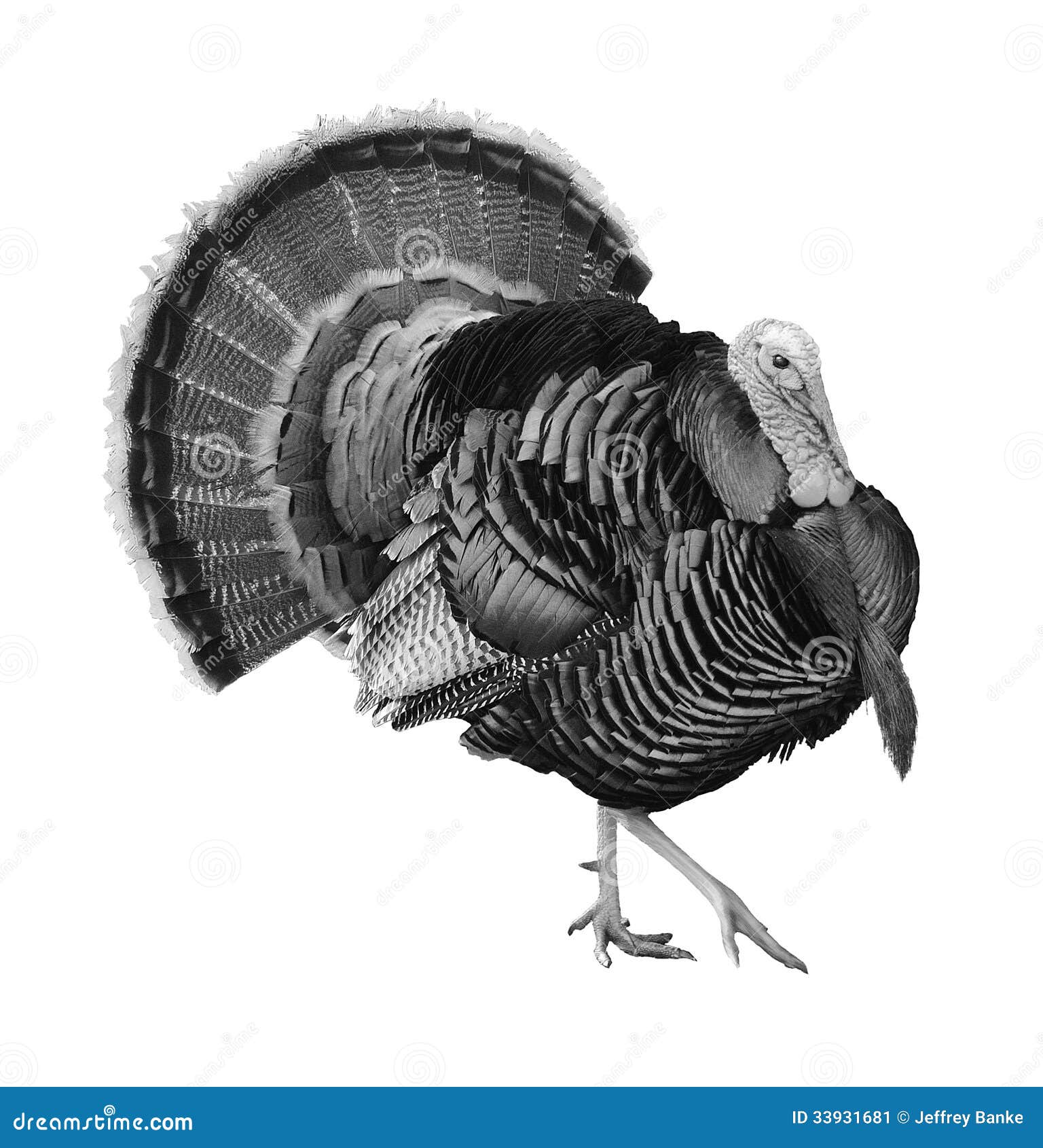 Tom strutting his stuff stock illustration. Illustration of blue 33931681