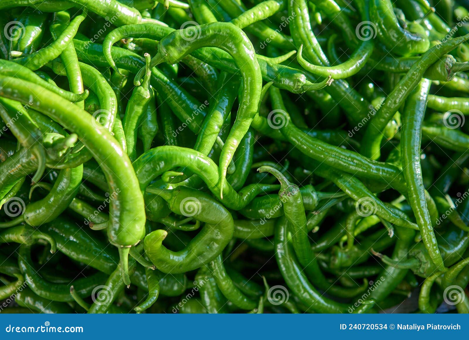 Toma De Chile Verde En Su Totalidad Foto de archivo Imagen de especia