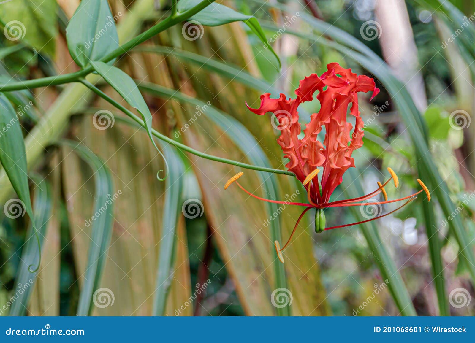 Toma Selectiva De Una Flor Roja Exótica En Un Bosque Imagen de archivo -  Imagen de hoja, rojo: 201068601