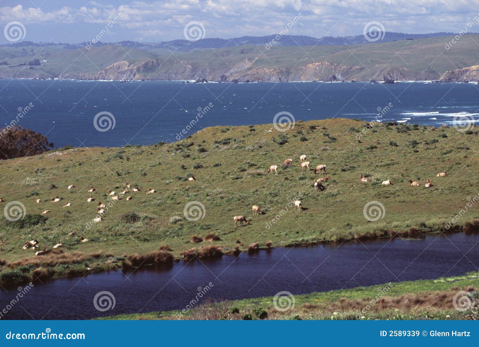 Tomales Bluff stock image. Image of wildlife, land, ocean 2589339