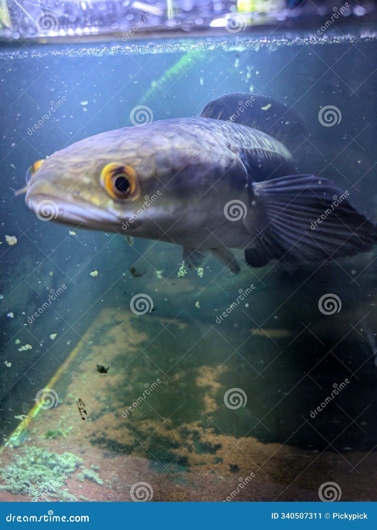 toman indonesian fish