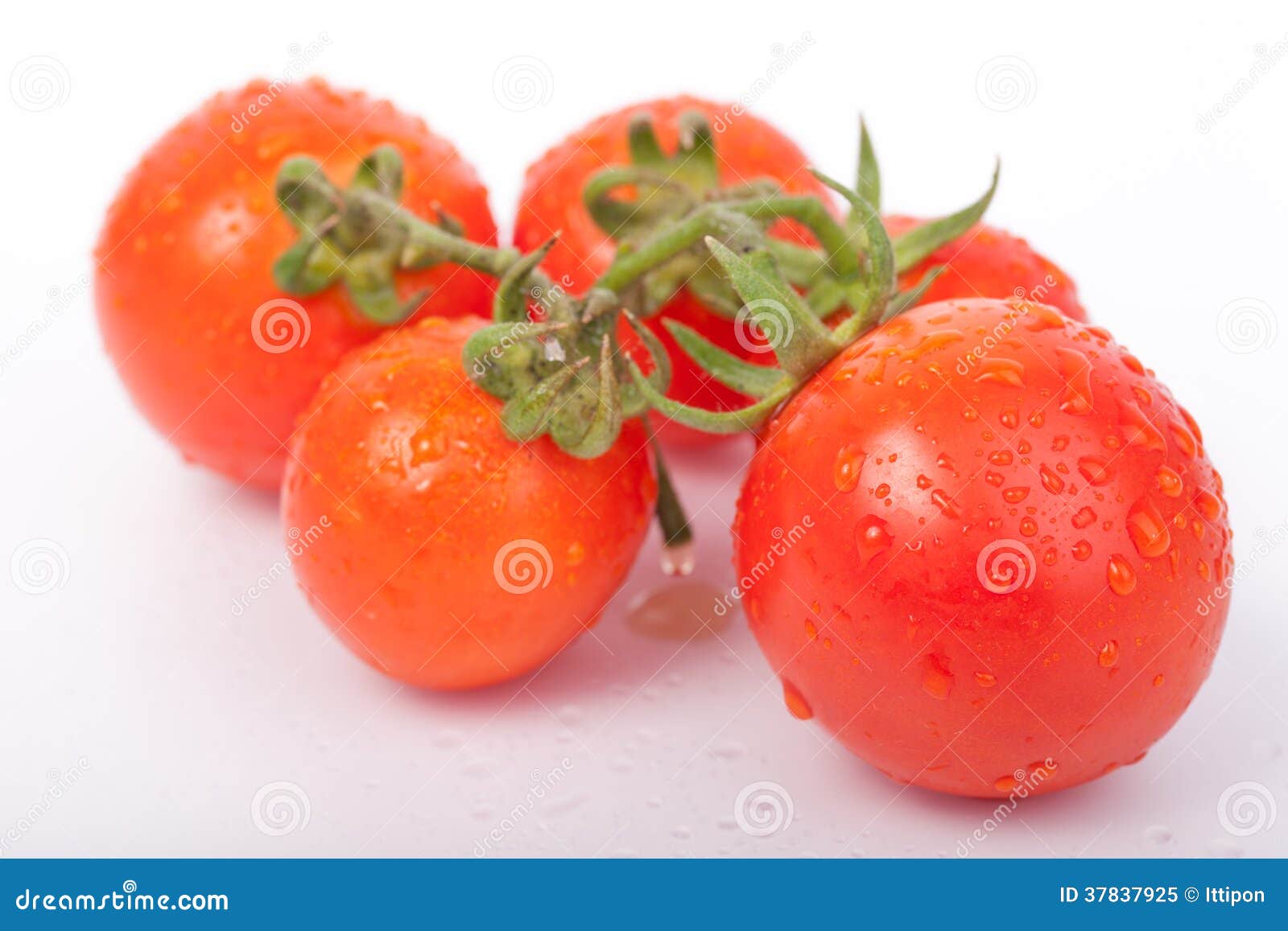 Tomate fraîche. Tomates sur un plan rapproché de branche sur le fond blanc