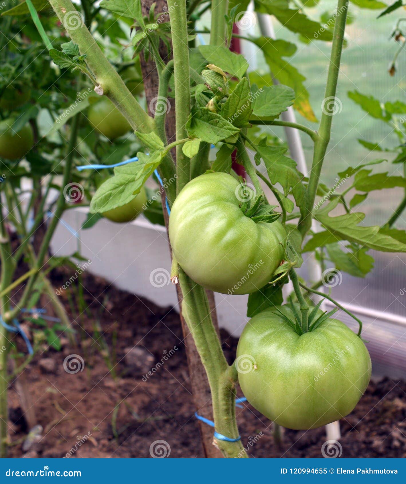 Featured image of post Tomate De Arvore Folha - ((única espécie de tomate de árvore do mundo!)) sementes tratadas e prontas para o plantio!