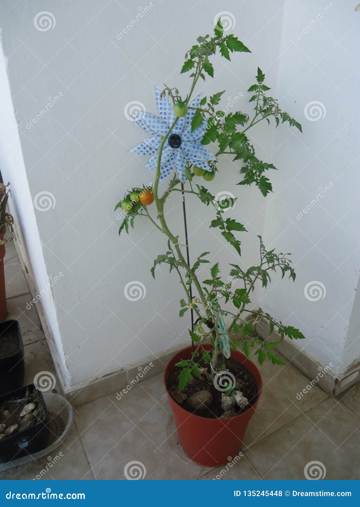 tomates cherry flora y fauna medio ambinete