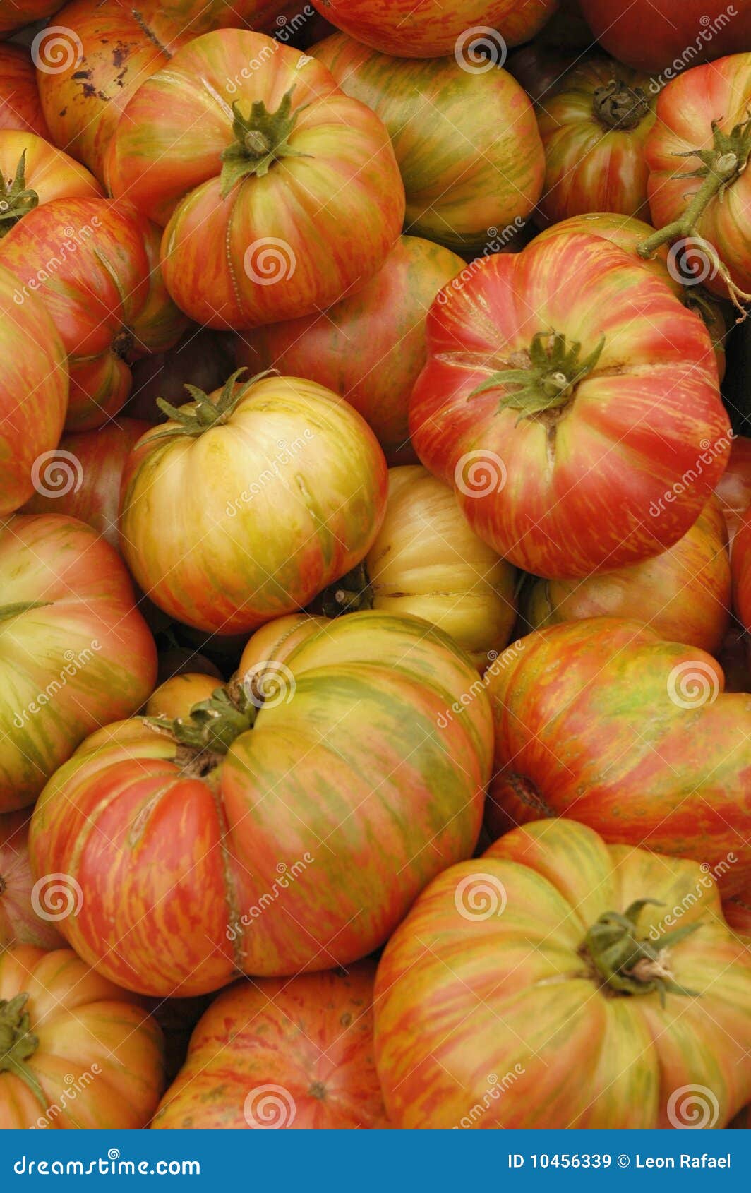 Tomates d'héritage. La grande tomate d'arc-en-ciel est un type du cru d'héritage de tomate