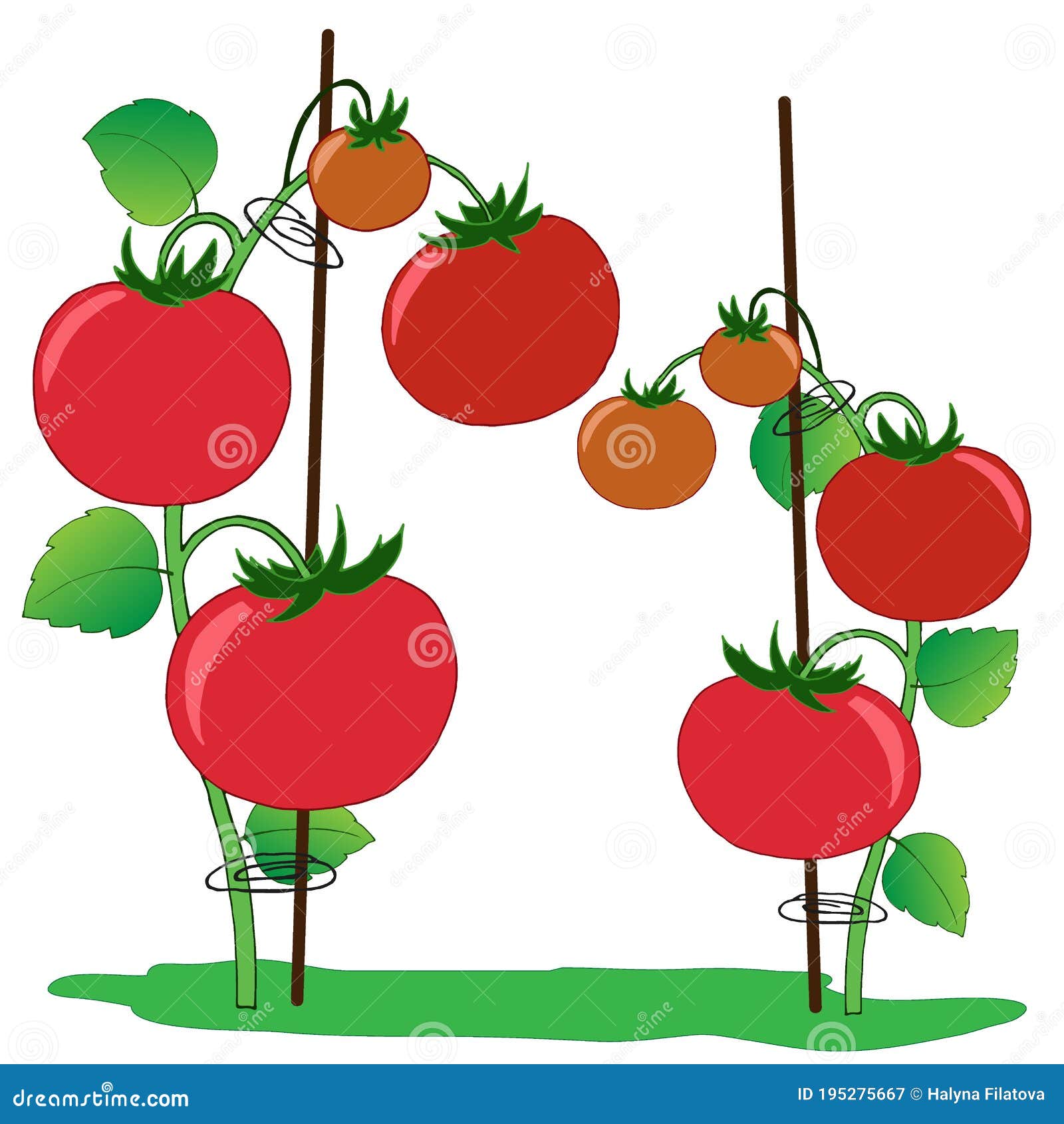 1451 Tomates Dibujos De Tomates Con Hojas Y Frutas Ilustraciones  Vectoriales Aislados Sobre Fondo Blanco Ilustración del Vector -  Ilustración de decorativo, rojo: 195275667