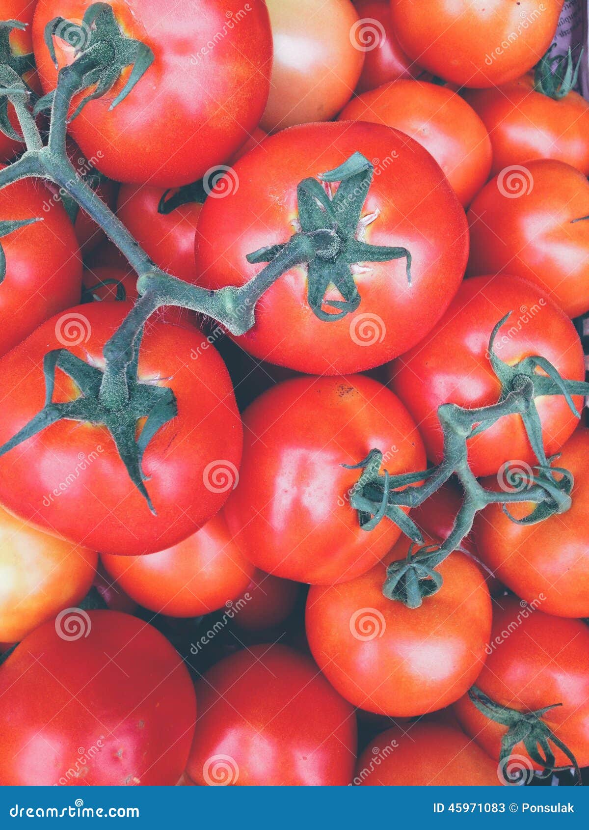 Tomates frescos. Imagem do fundo fresco dos tomates