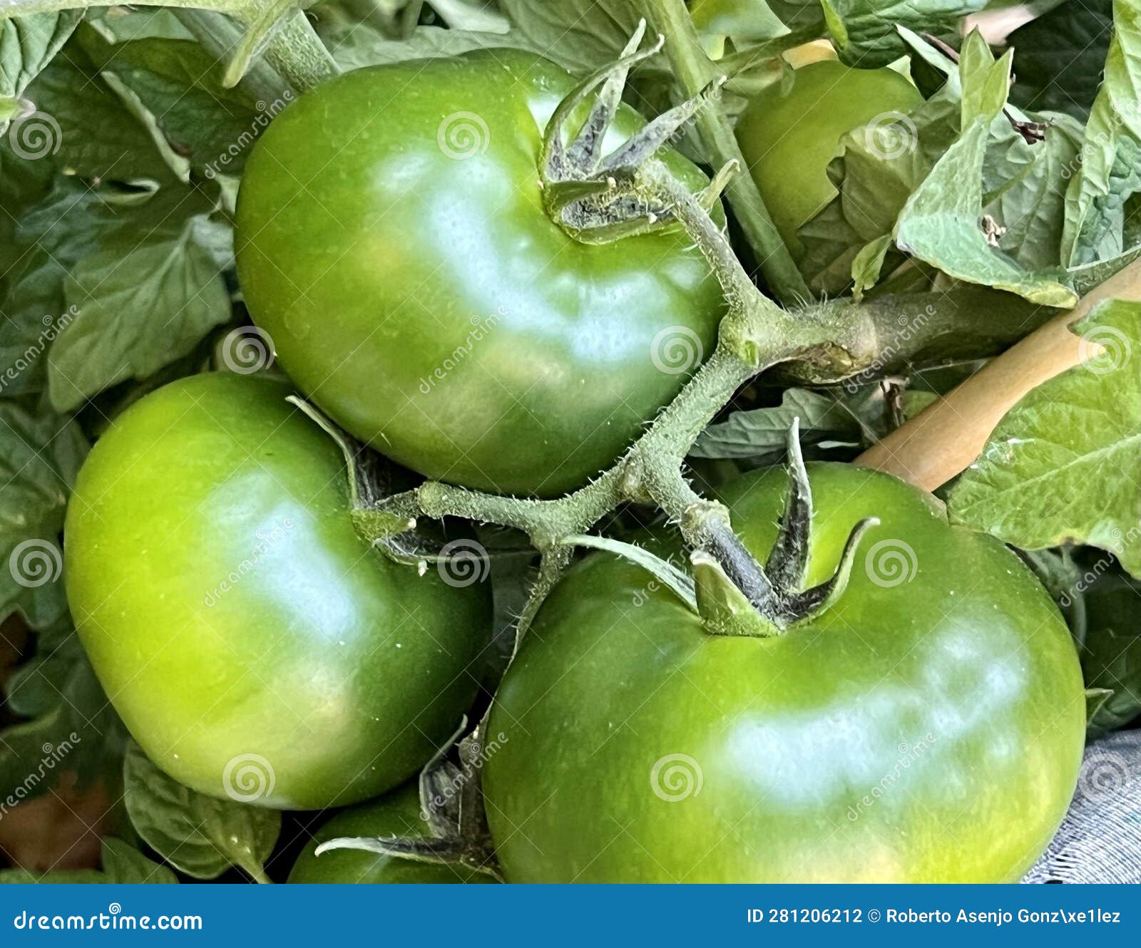 tomates verdes creciendo y madurando en la planta