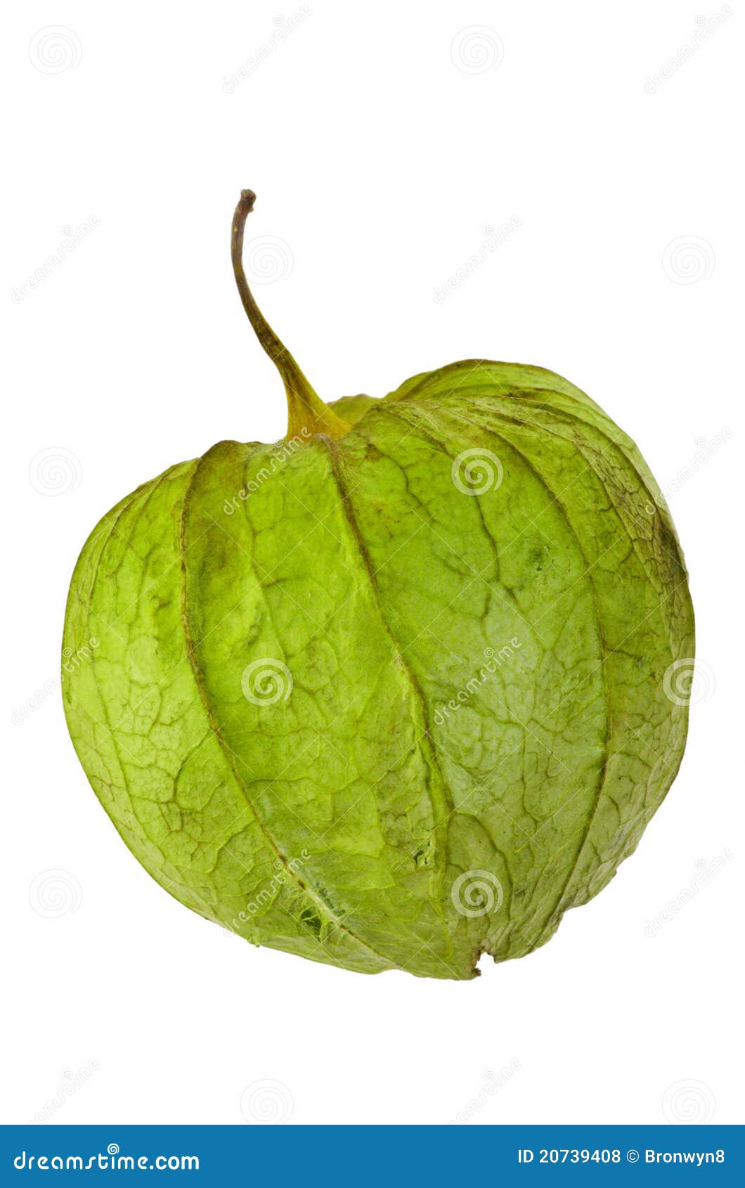 Tomatillo Husk Tomato stock photo. Image of husk, vertical 20739408