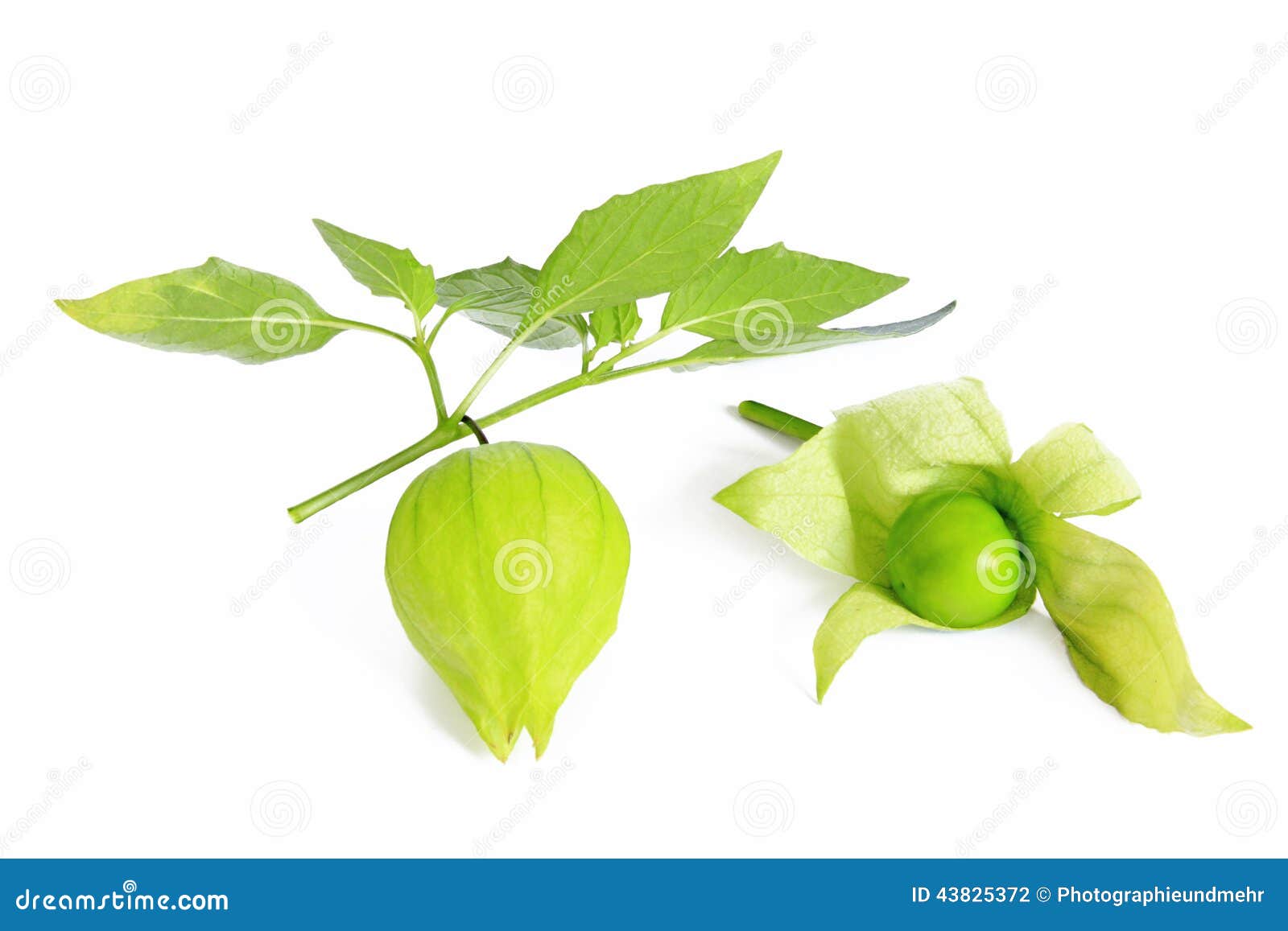 Tomatillo (Physalis Philadelphica) Stock Photo Image of nightshade