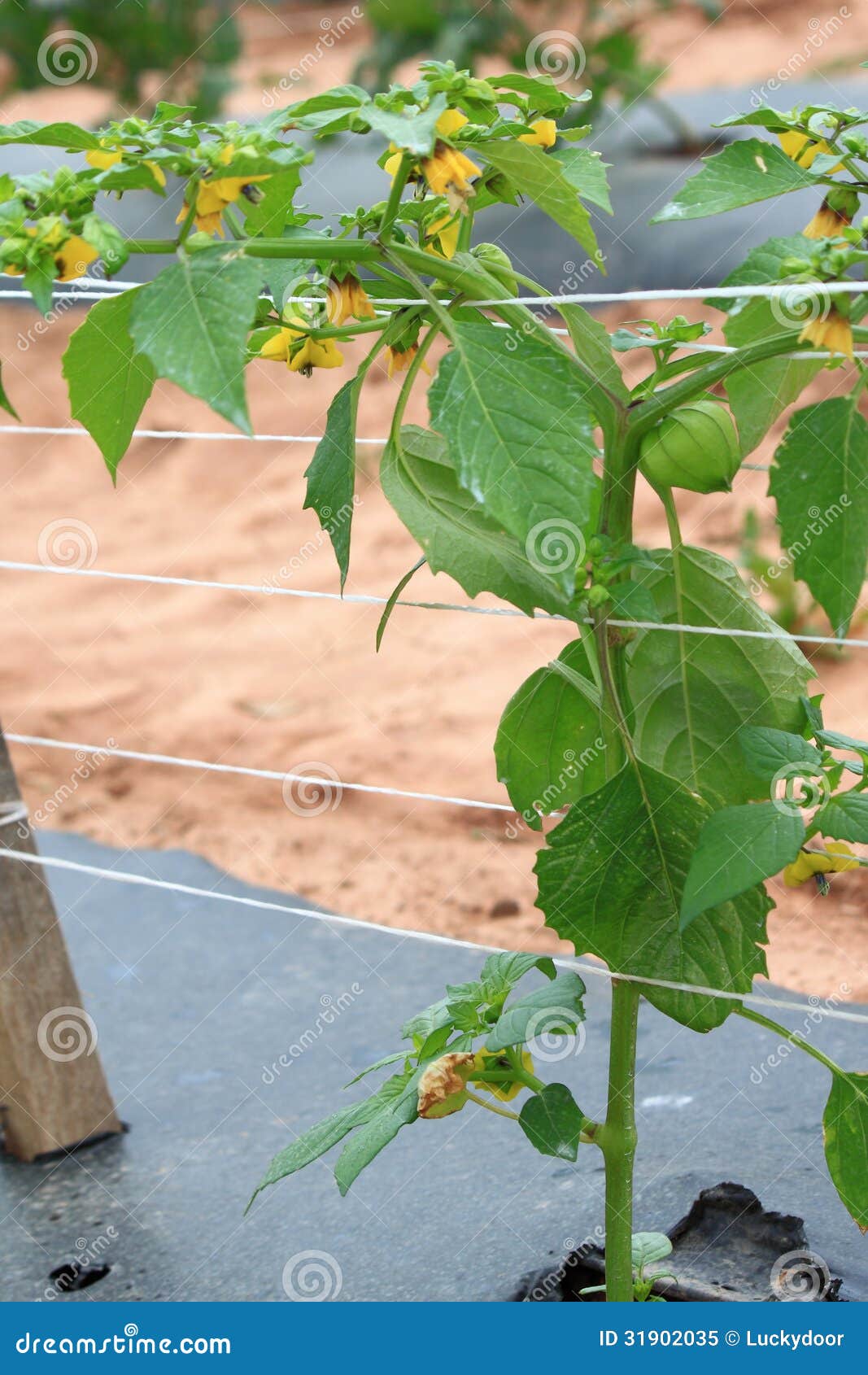 Tomatillo Plant stock image. Image of fresh, stem, natural 31902035