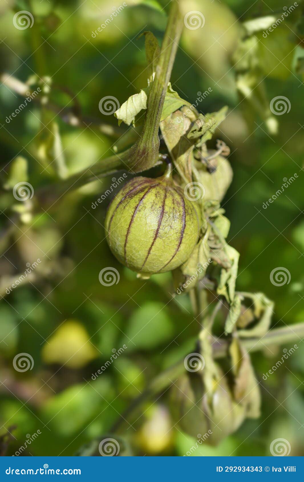 tomatillo