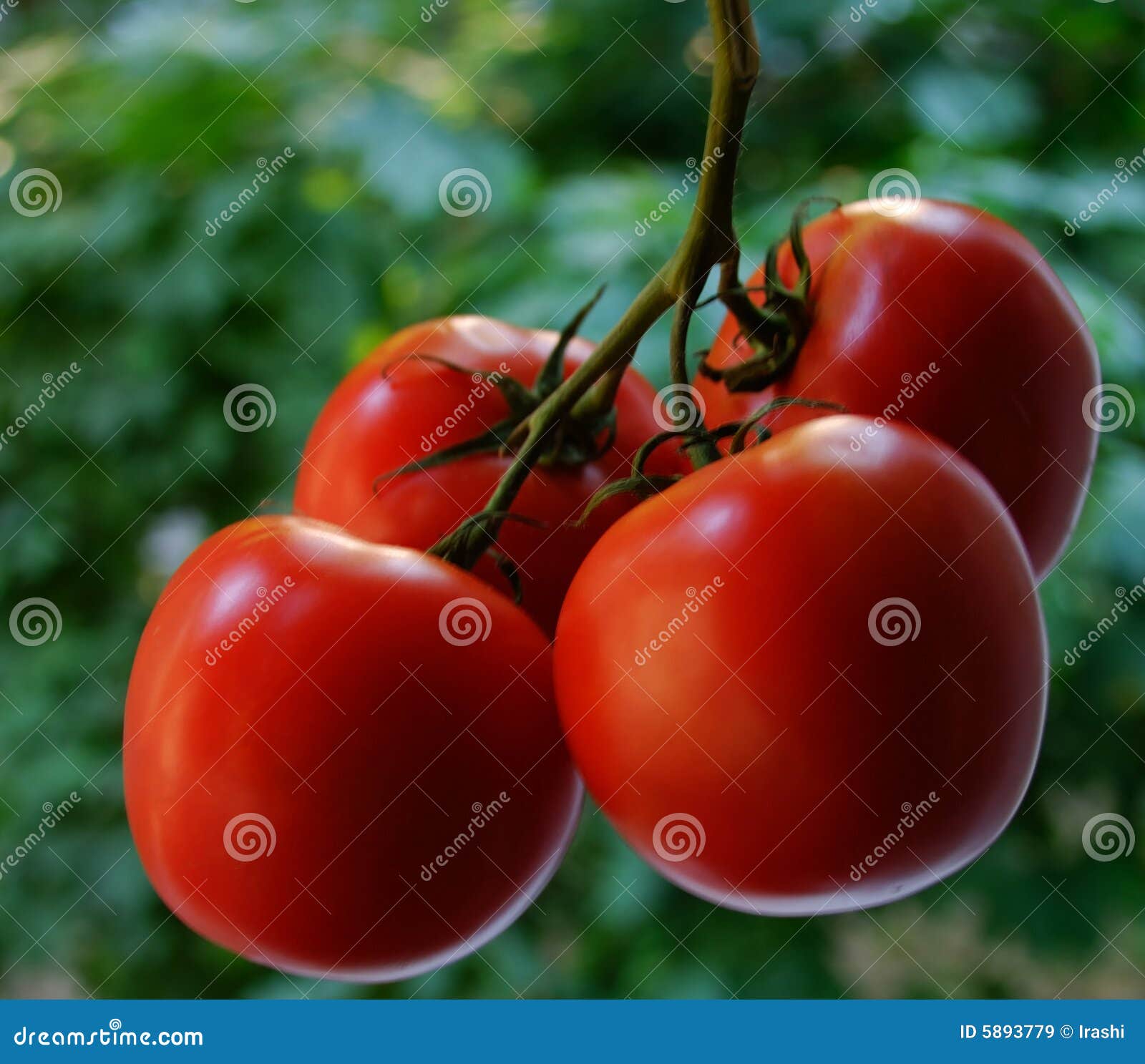 Tomato stock image. Image of market, healthy, isolated 5893779