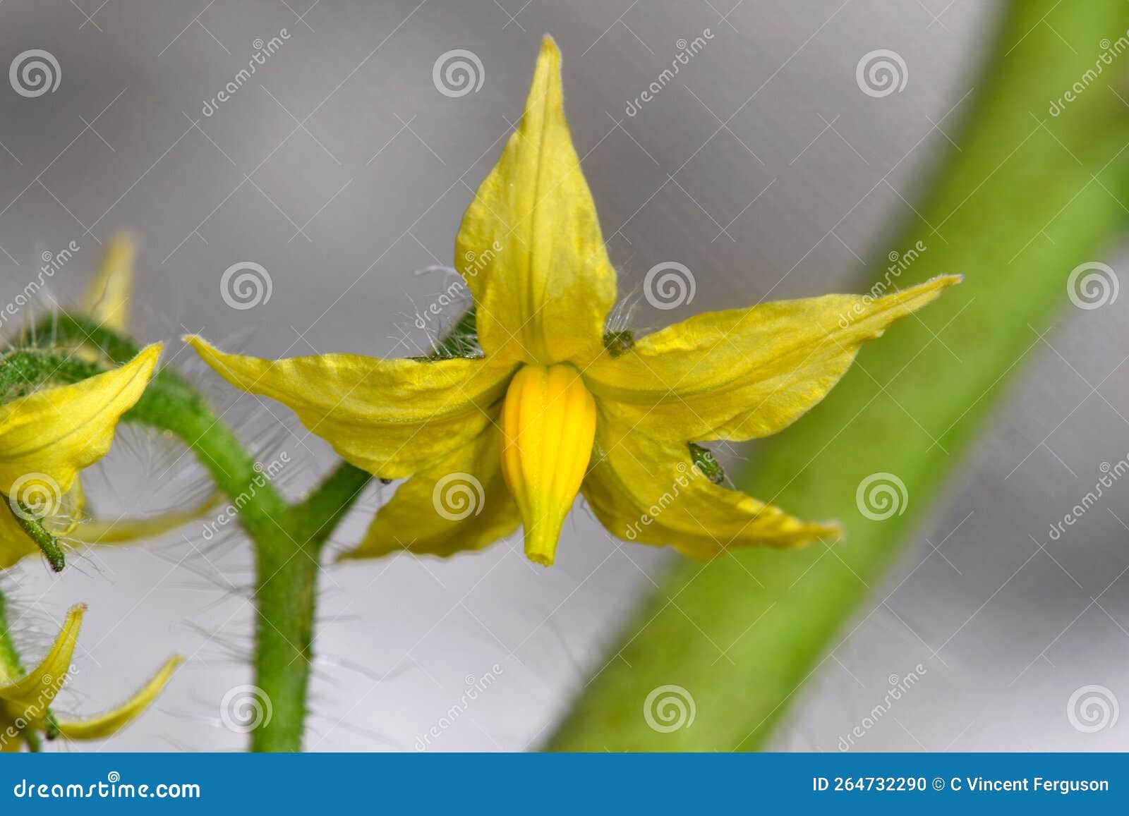Tomato Bud Yellow Blossom 02 Stock Photo Image of fruit, garden