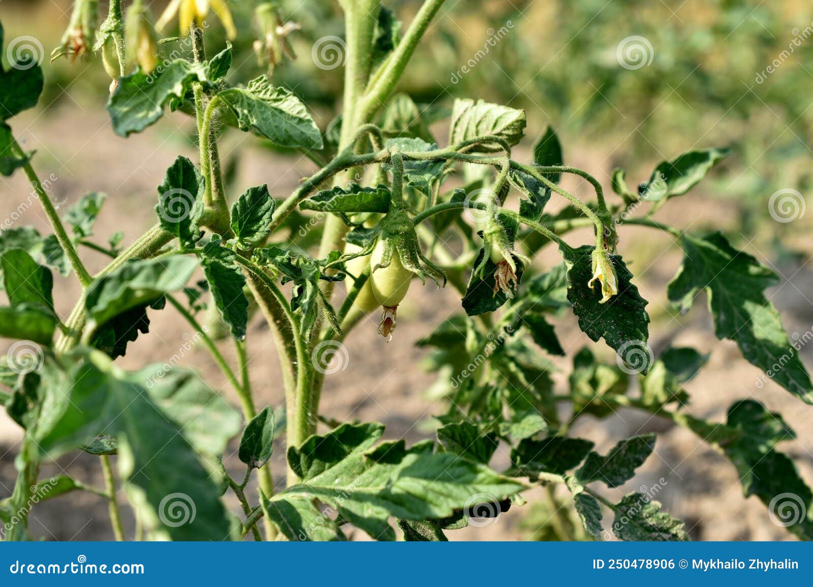 A Tomato Bush with Green Tomatoes of an Elongated Shape. Stock Photo