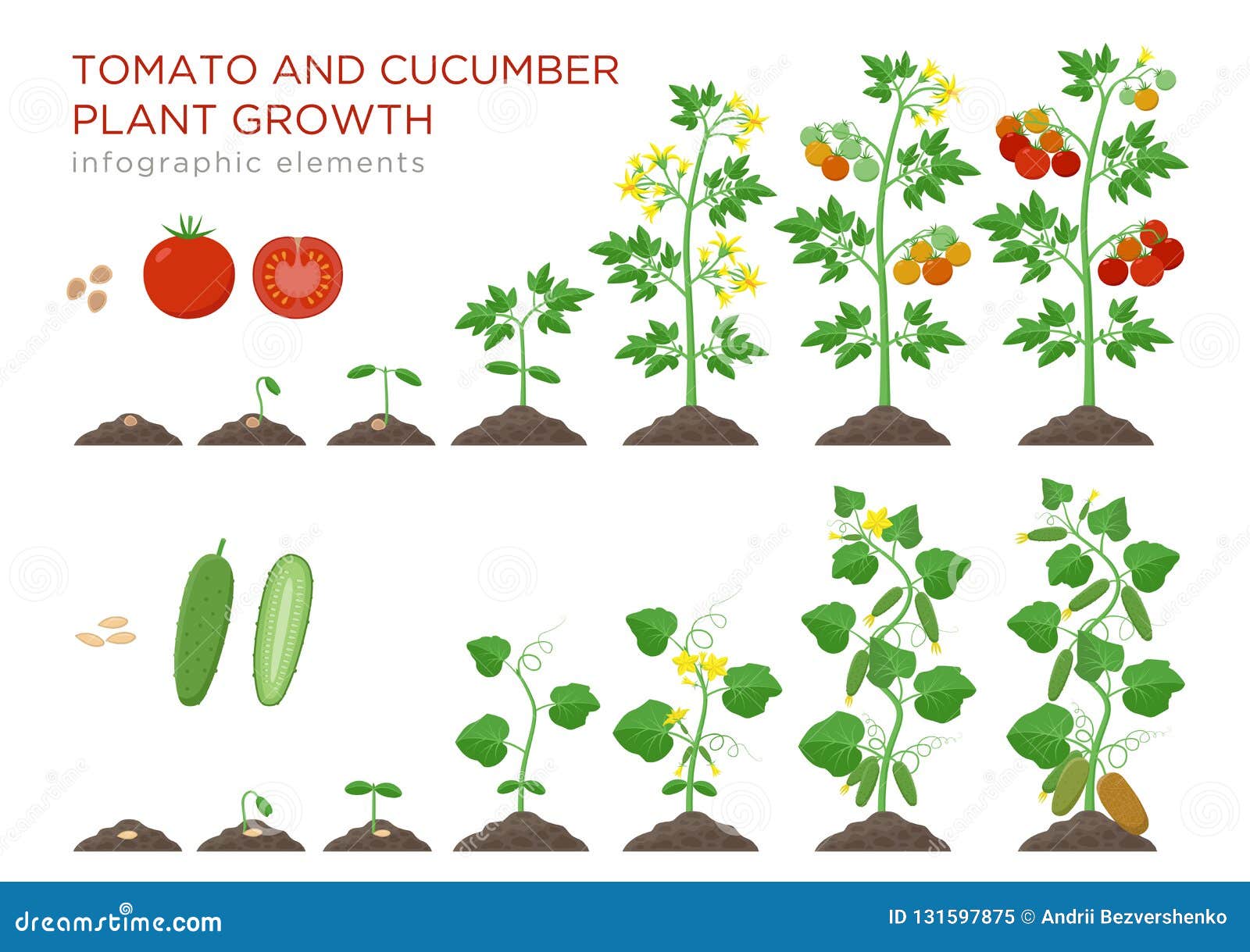 Tomato and Cucumber Plants Growth Stages Infographic Elements in Flat  Design. Planting Process from Seeds Sprout To Ripe Stock Vector -  Illustration of farm, botany: 131597875