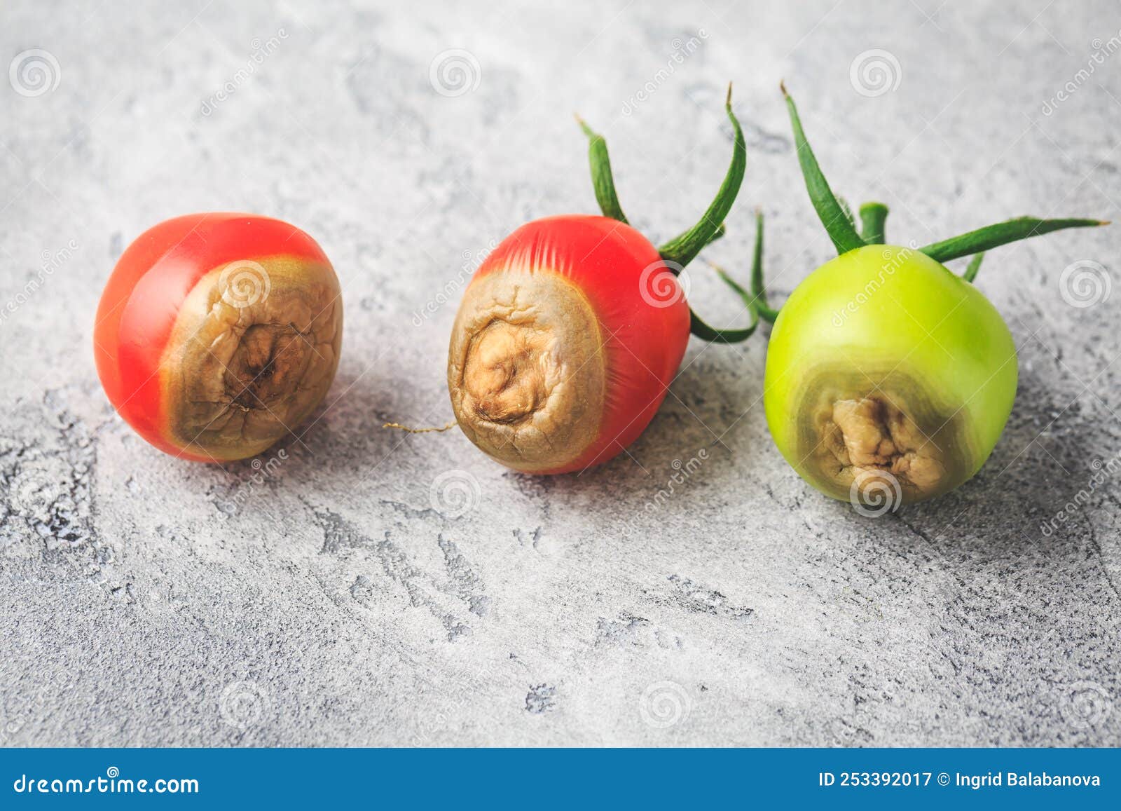 Tomato Diseases Blossom End Rot Caused by Lack of Calcium Stock Image