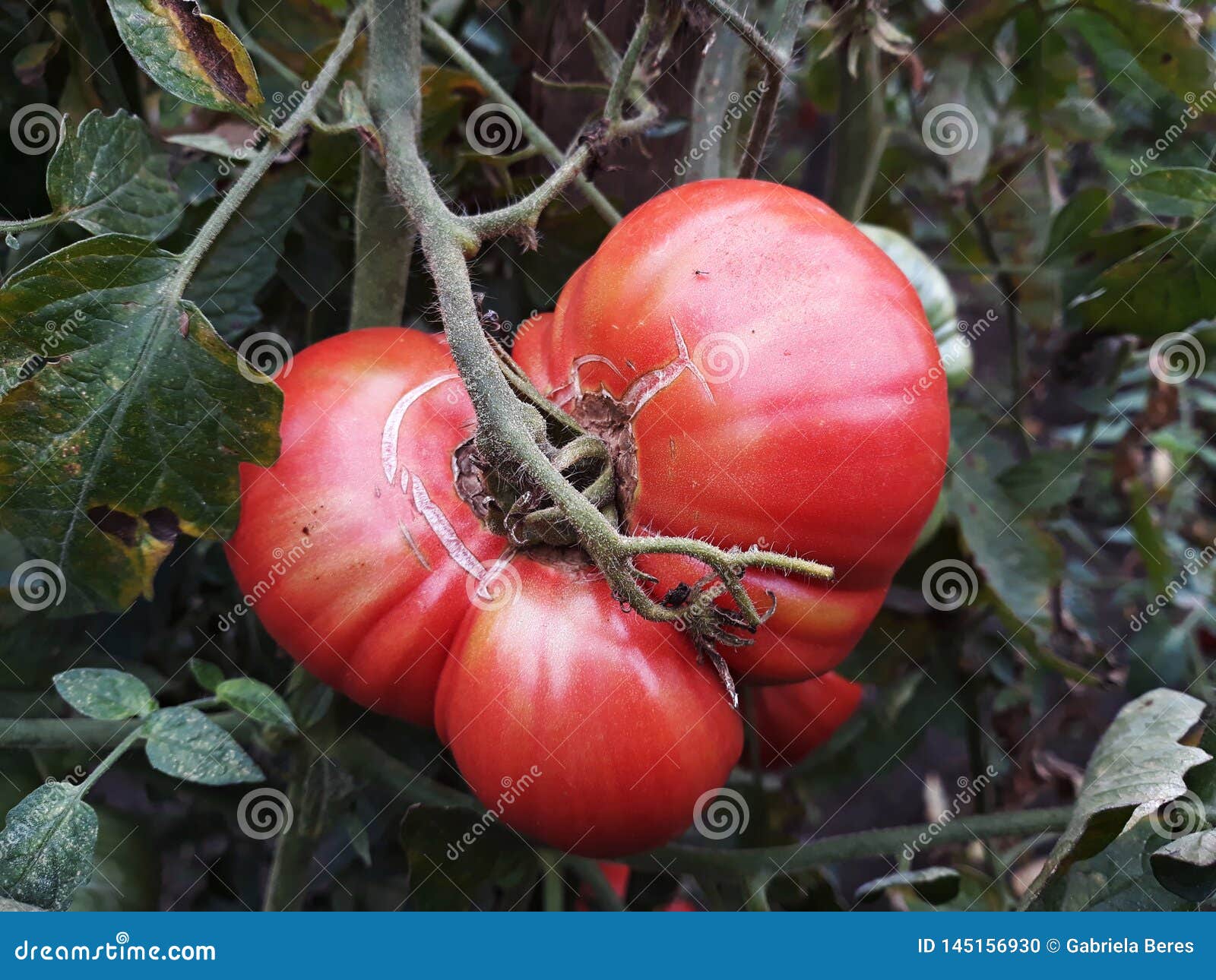 Close Up of a Big Red Tomato Grown Outside in a Bio Garden. Stock Photo - Image angiosperms, family: