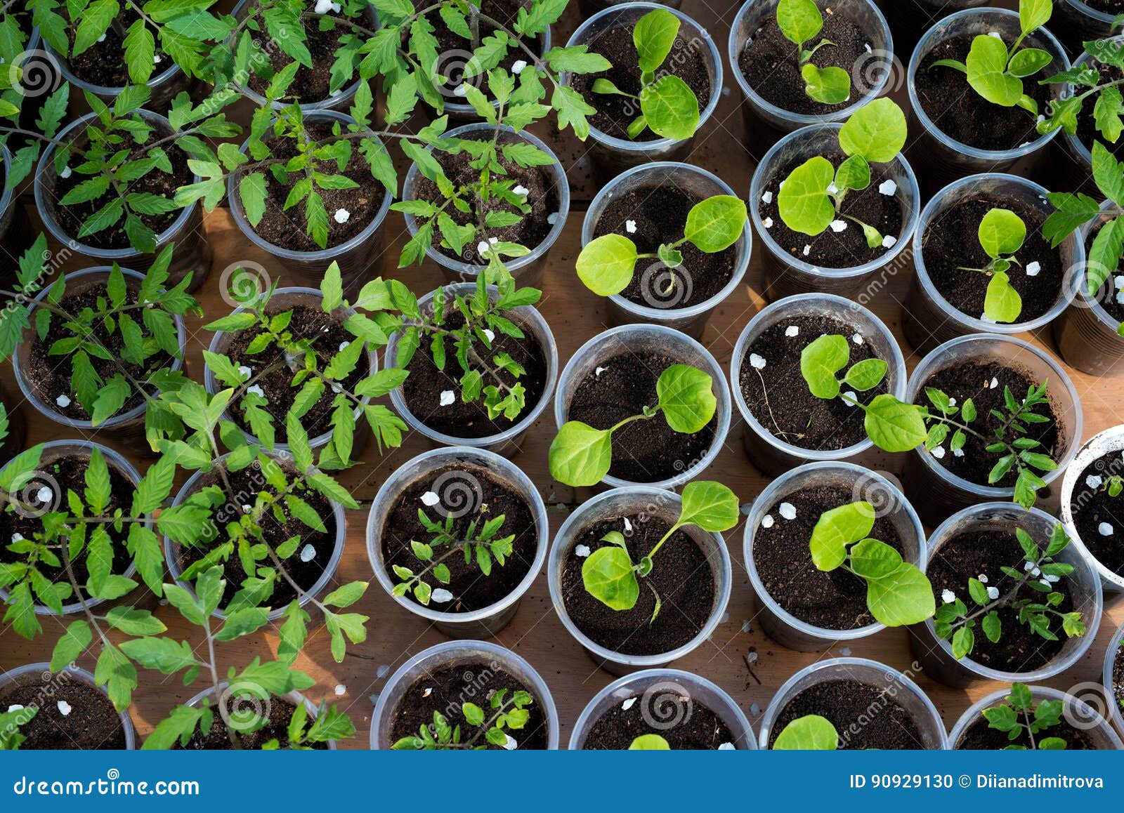 Tomato and Eggplant Seedlings Growing in a Greenhouse Stock Photo