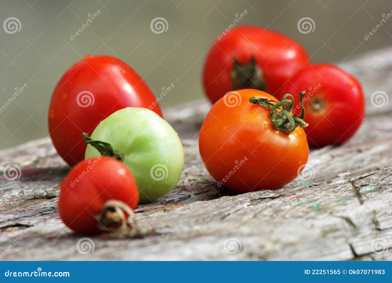 Tomato family stock image. Image of lifestyle, gourmet 22251565