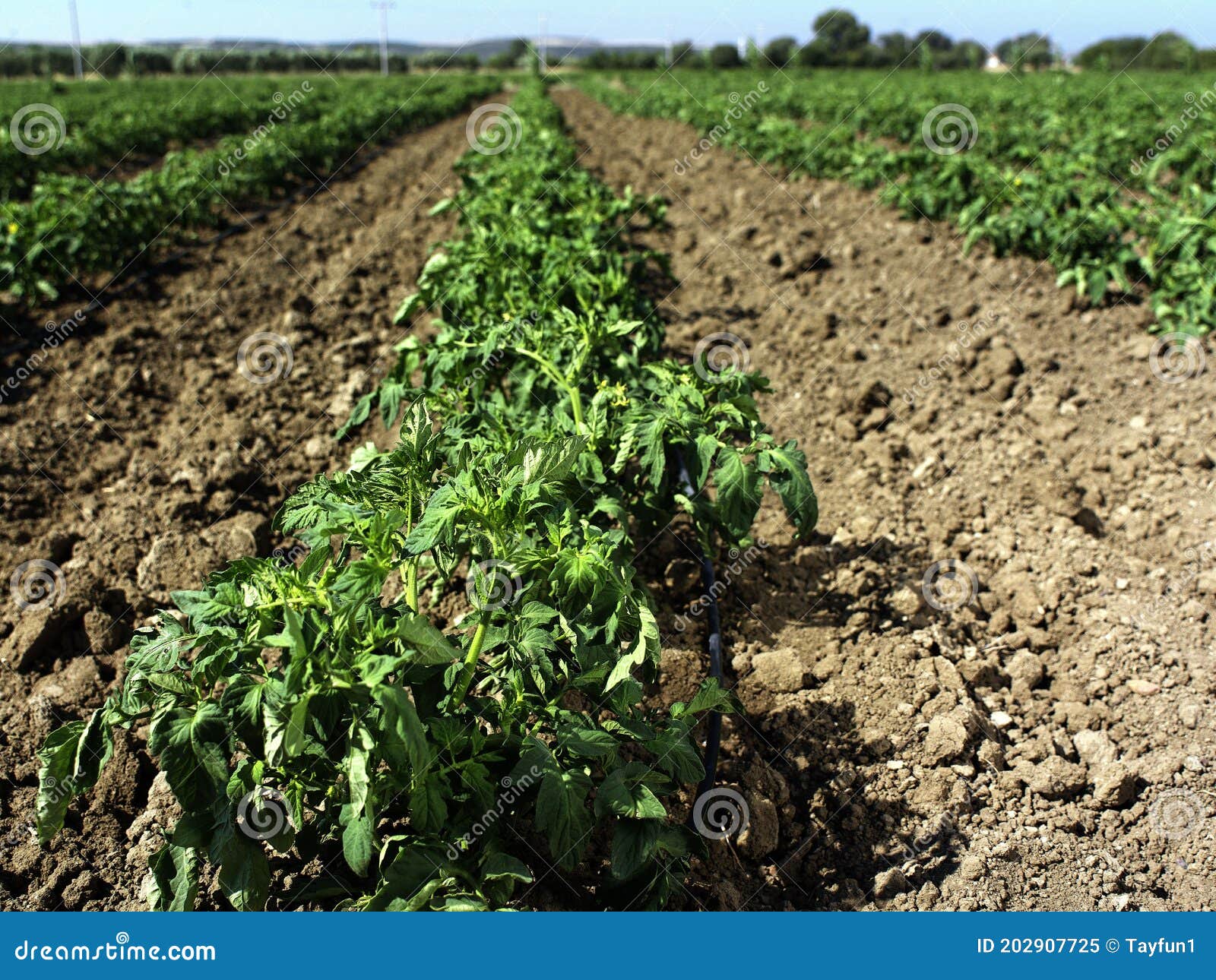 Tomato Field and Irrigation System Stock Image Image of plant, fresh