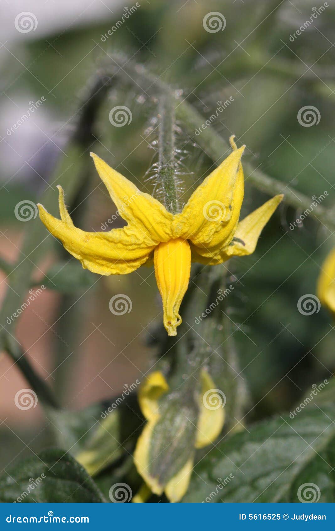 Tomato flower stock image. Image of garden, life, loveapple 5616525